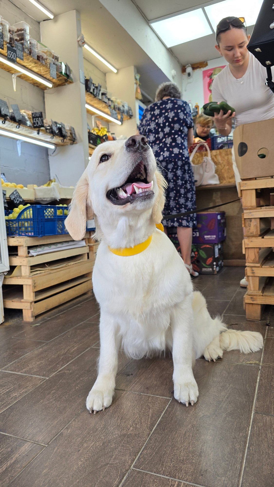 Golden Retriever with yellow collar hangs around a Krasnodar shop