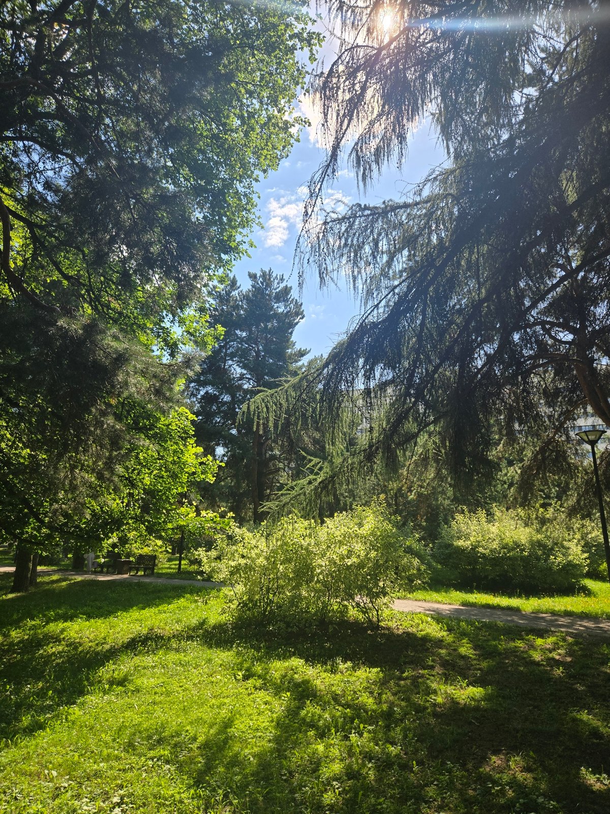 Summer morning in a Moscow park, greenery and garden details