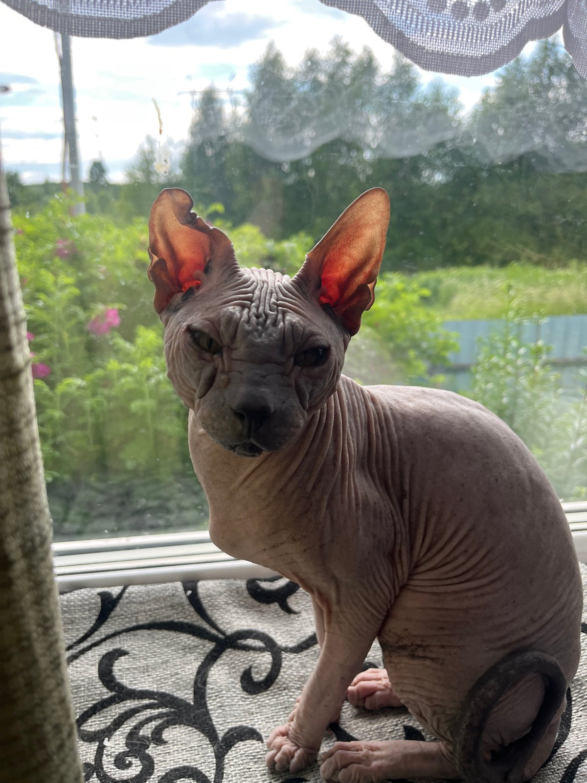 A Nizhny Tagil home full of dogs and Sphynx cats
