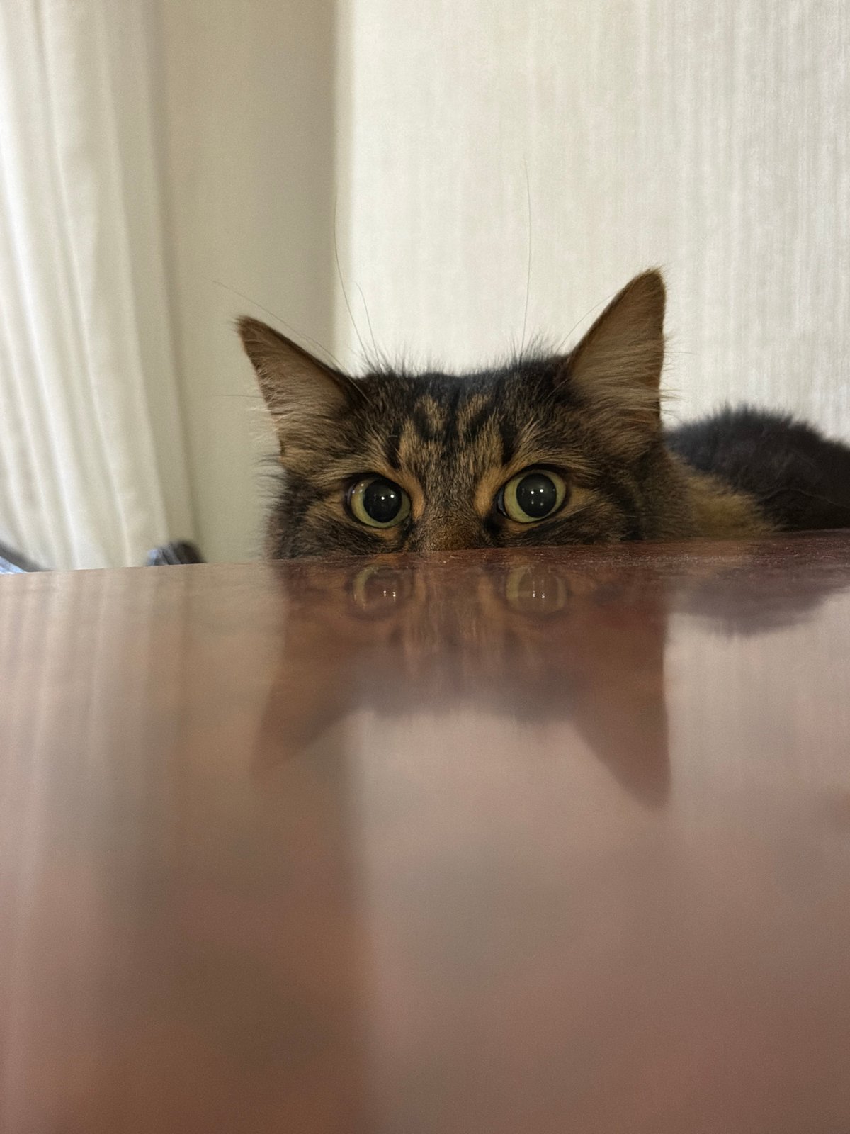 Evening domestic scenes feature cats and flower arrangements