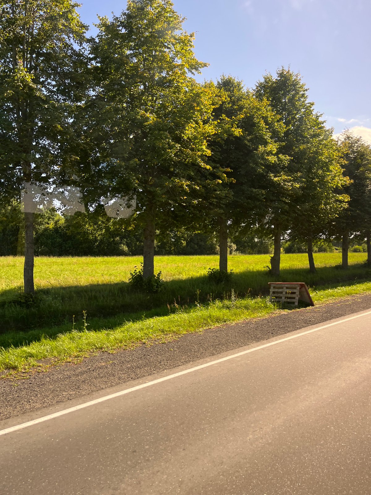 Sunny rural road with tree-lined fields, Belarus countryside
