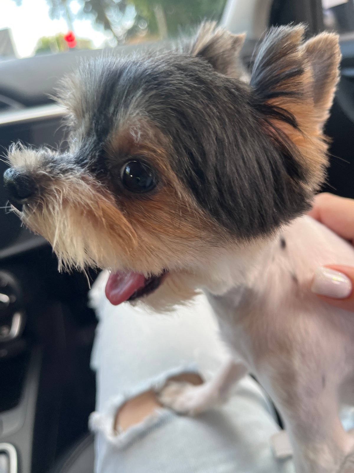 Yorkie mix out for a ride and fresh air in Sochi