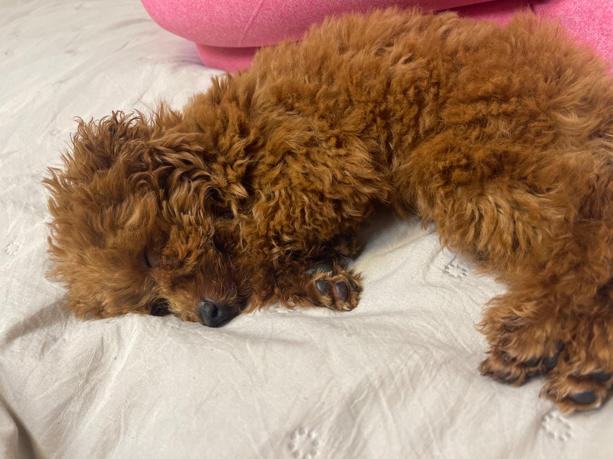 Brown poodle sleeps peacefully on white bedding in Sofia