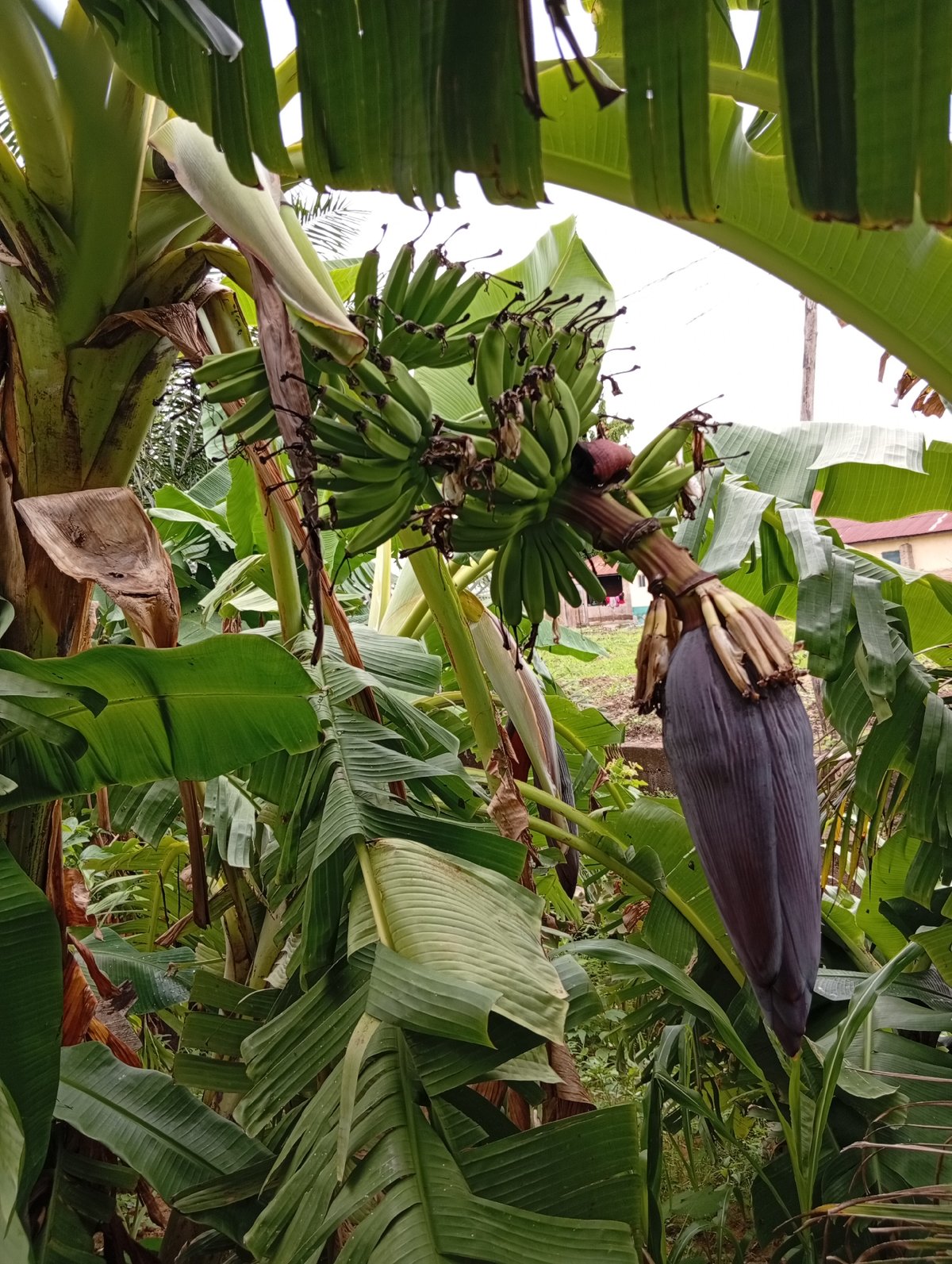 Street life and lush vegetation across Jalingo, Nigeria