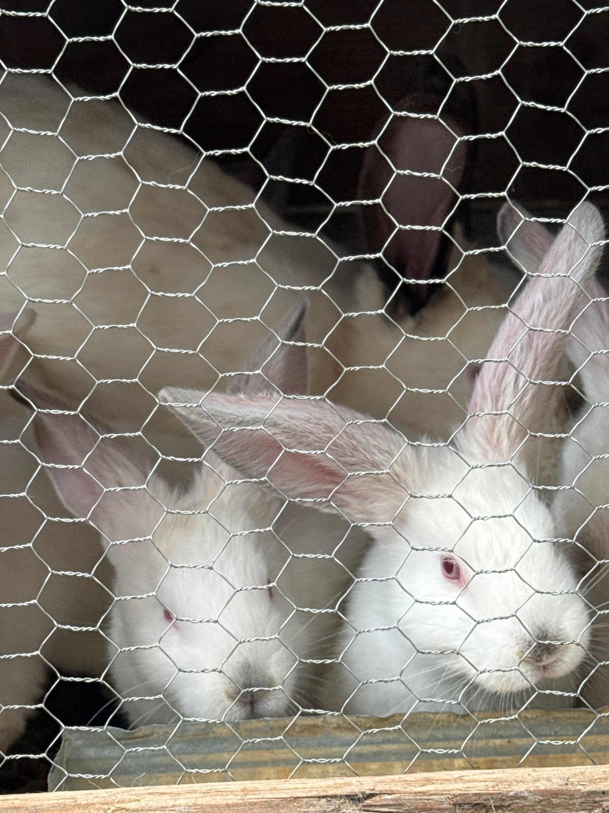 Rural Bulgaria scenes: caged rabbits, heart pavement marking, spring sky