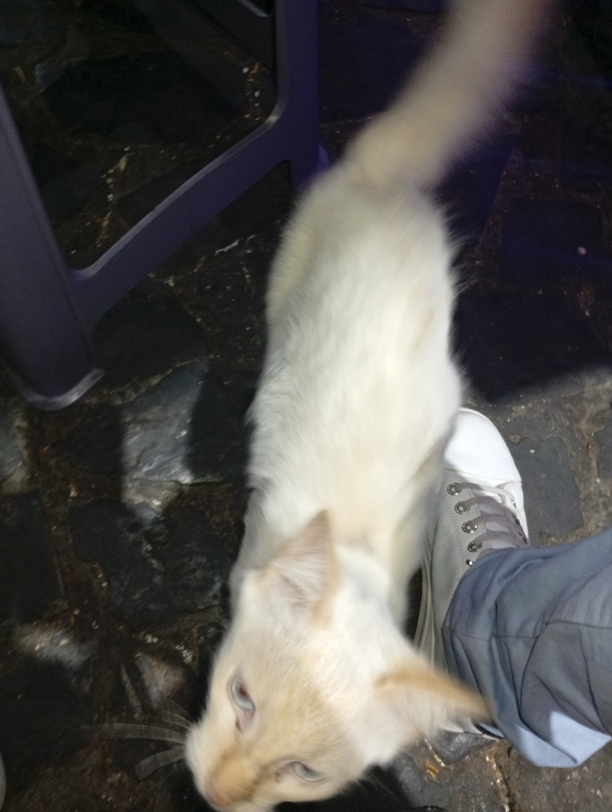 Ice cream shop gathering with cats draws witnesses in Venezuela