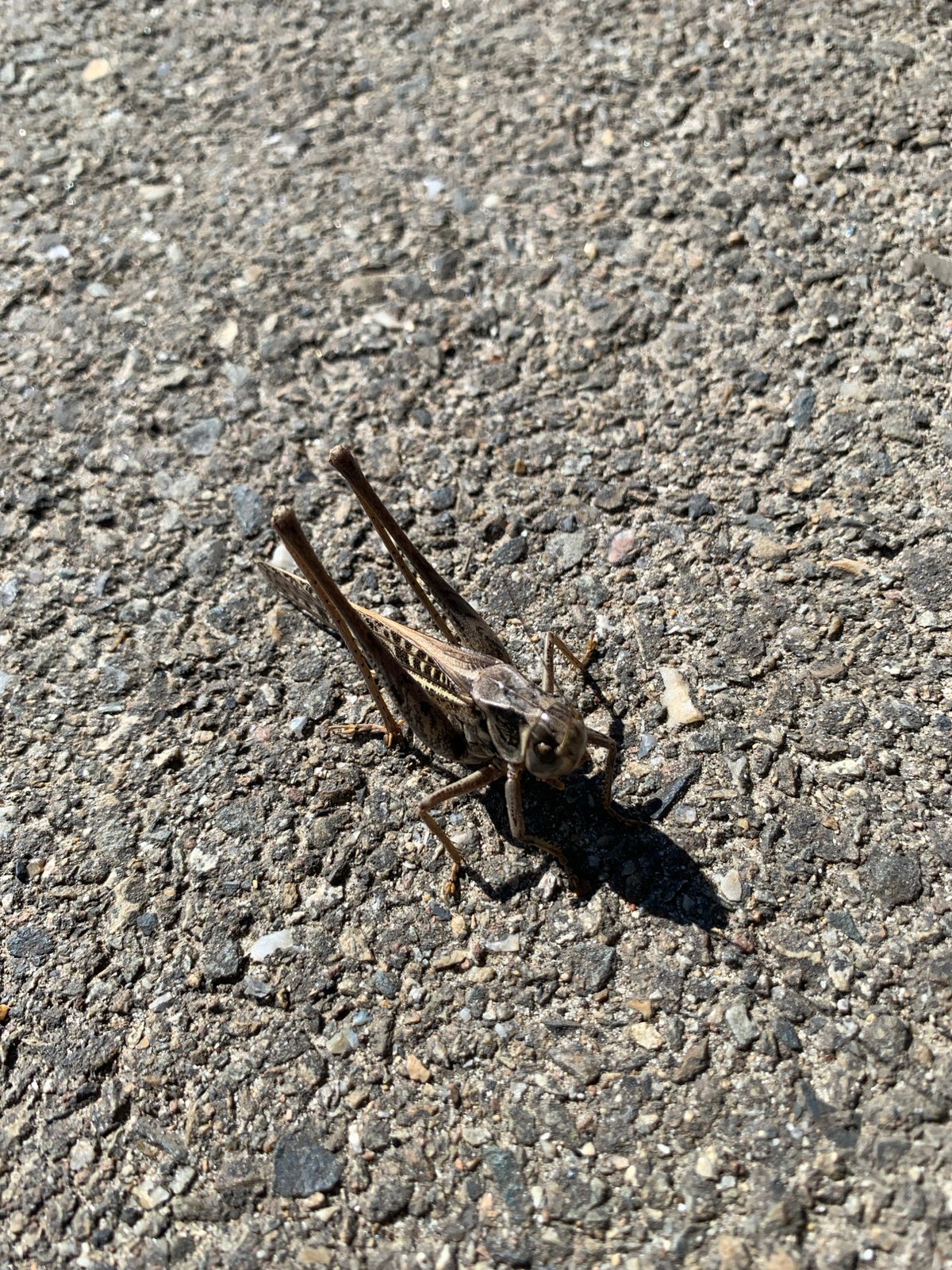 Grasshoppers on cracked asphalt in Kropotkin, Russia