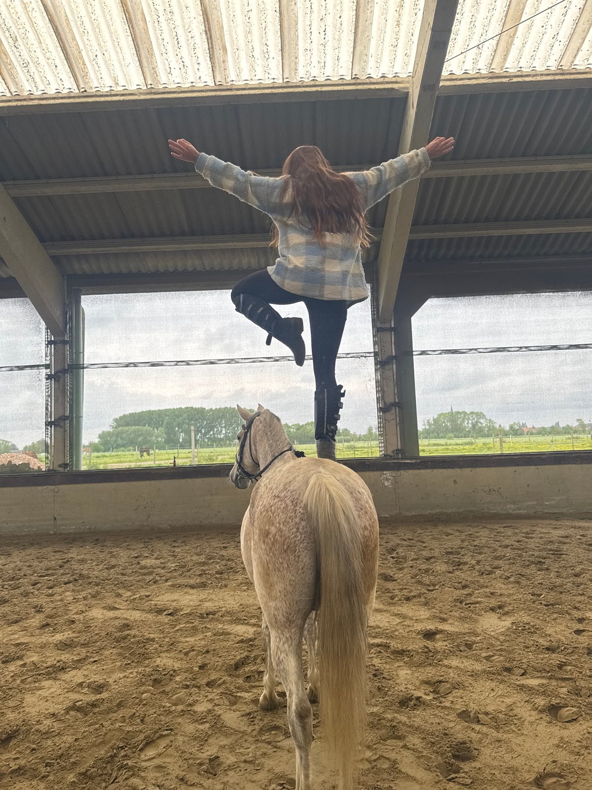 Woman performs standing routine on horse in Belgian riding arena