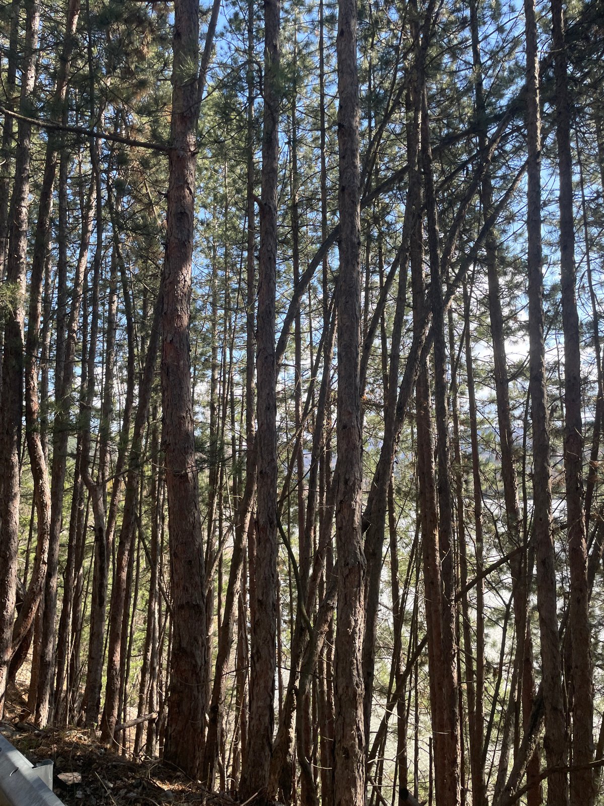 Nature walk documented through Pancharevo forests and lakeside areas