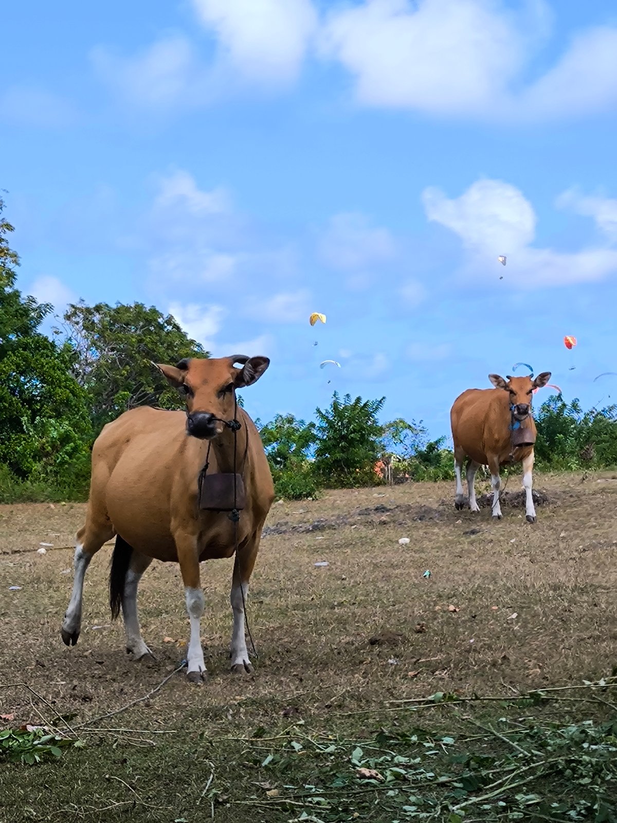 Rural cows graze near construction site with paragliders overhead