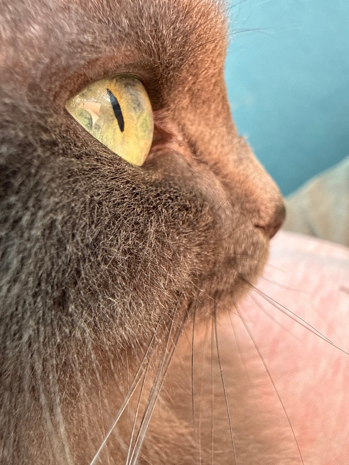 Gray cat portraits and a moody sky in Ivanovo