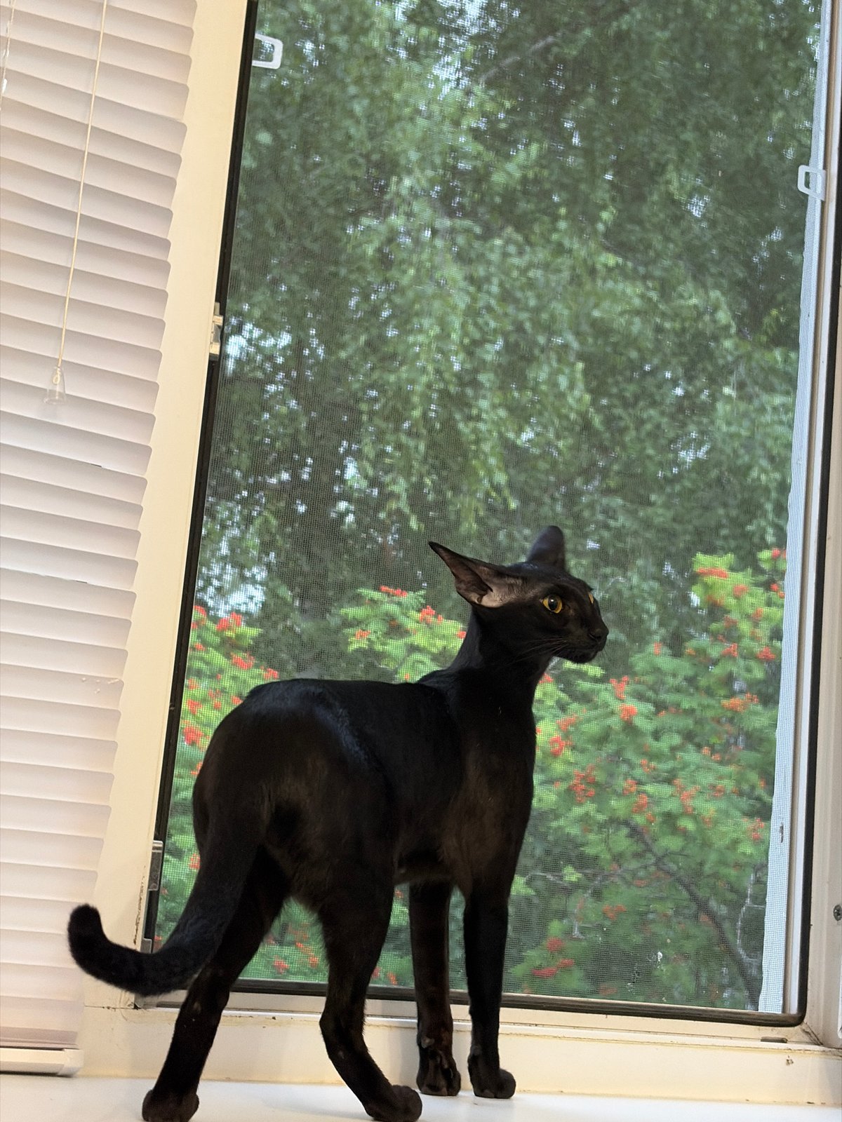 Black cat on a windowsill watching red-berried trees outside