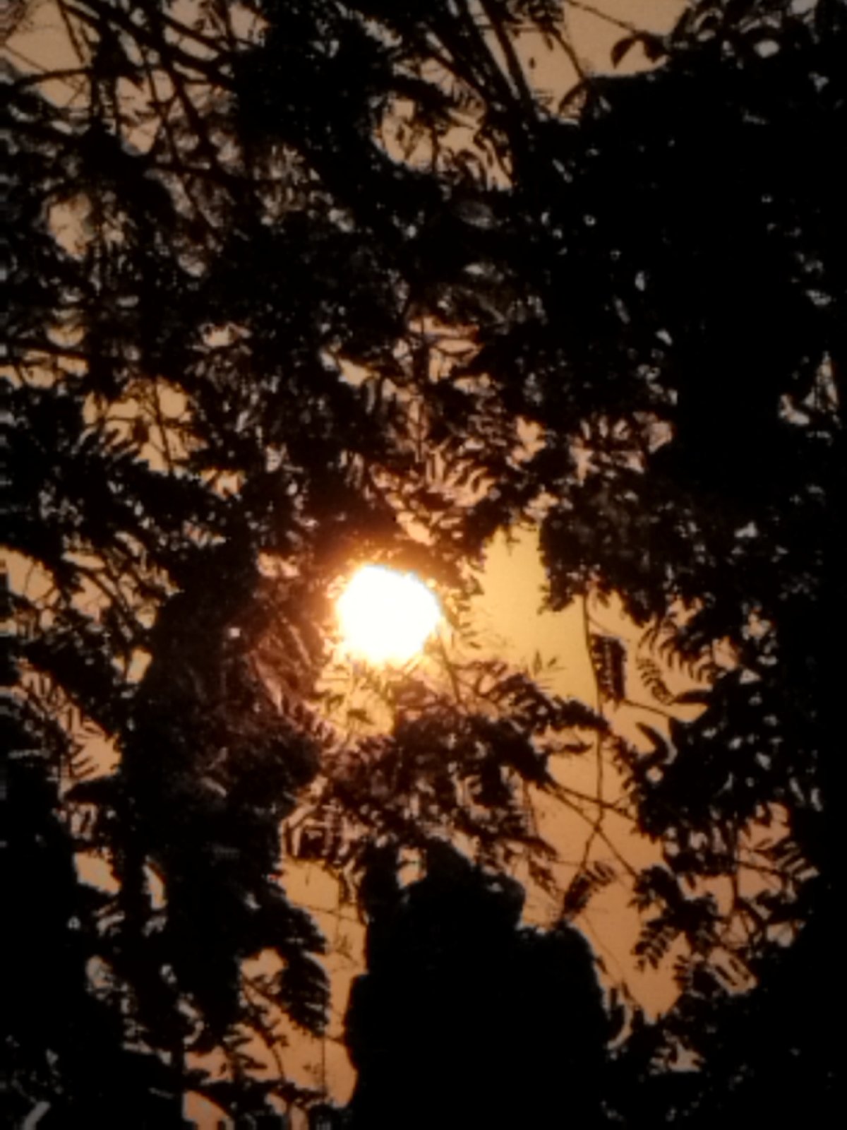 Sun through trees at dusk, with a chicken making an appearance