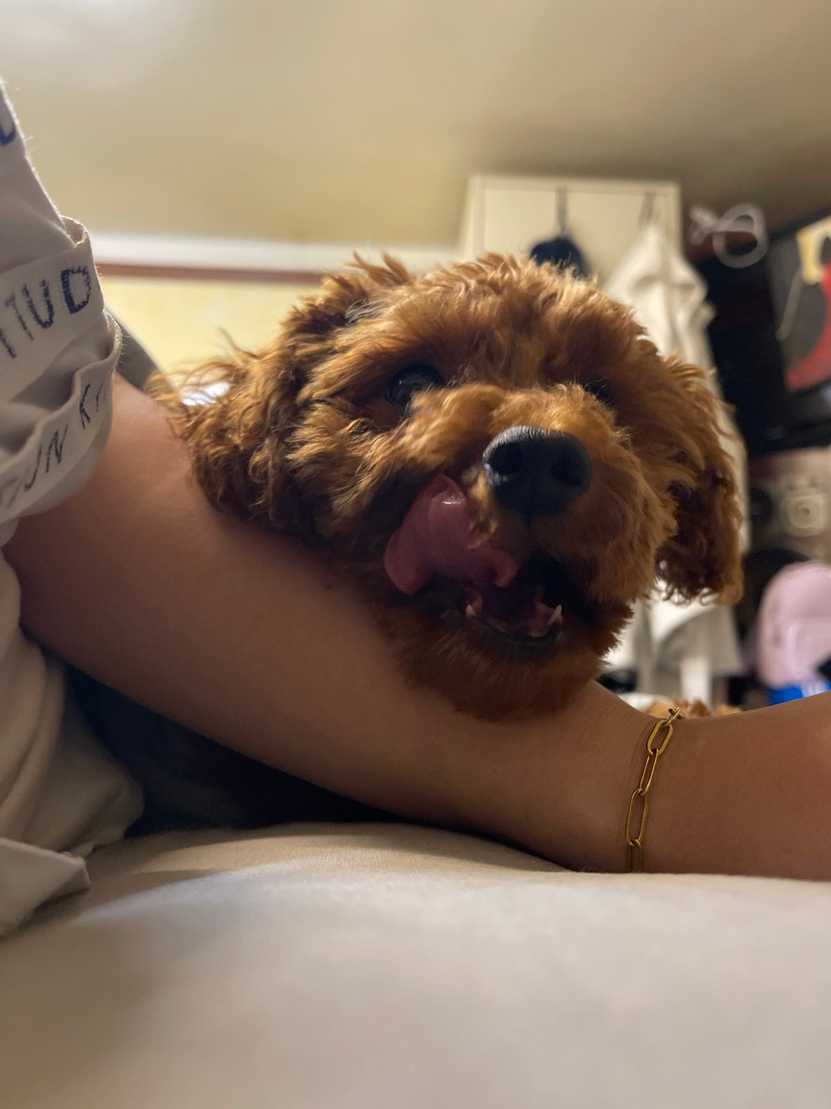 Brown poodle held indoors in Sofia residential setting