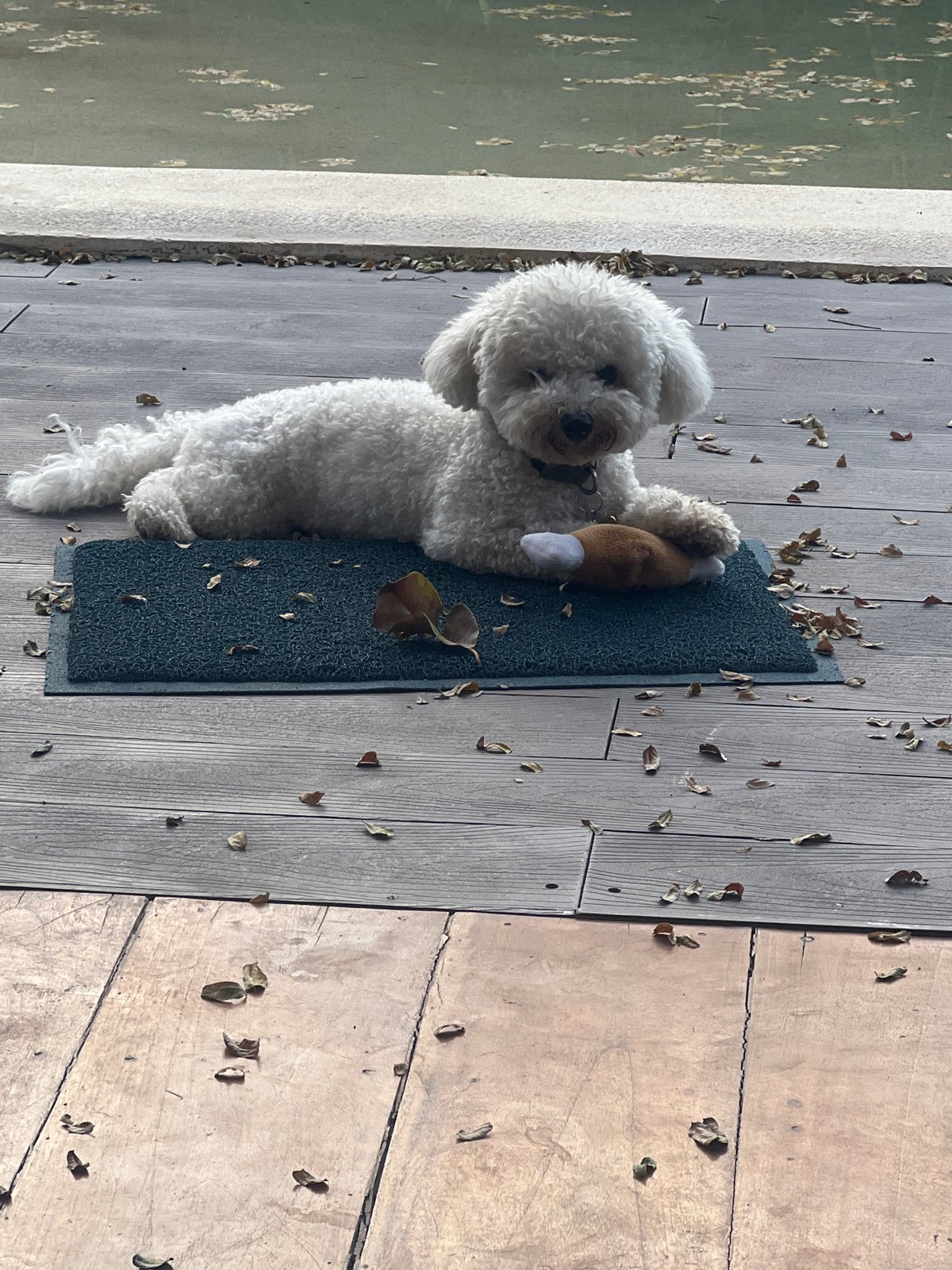 Lazy morning on a Kediri deck, dog and neglected pool