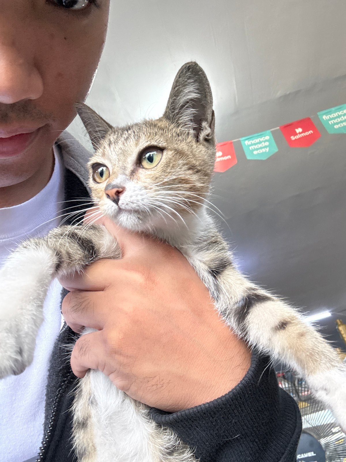 Tabby kitten handled and fussed over in Davao City