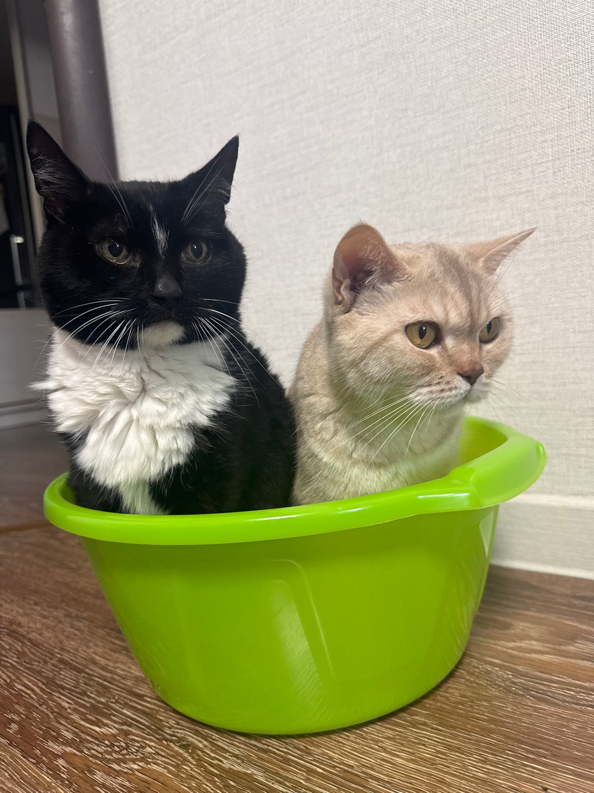 Morning routine with cats and snowy walk in Chaikovsky