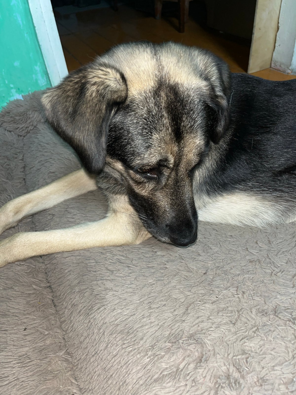 Cozy evening at home with a dog and cat in Nizhny Tagil