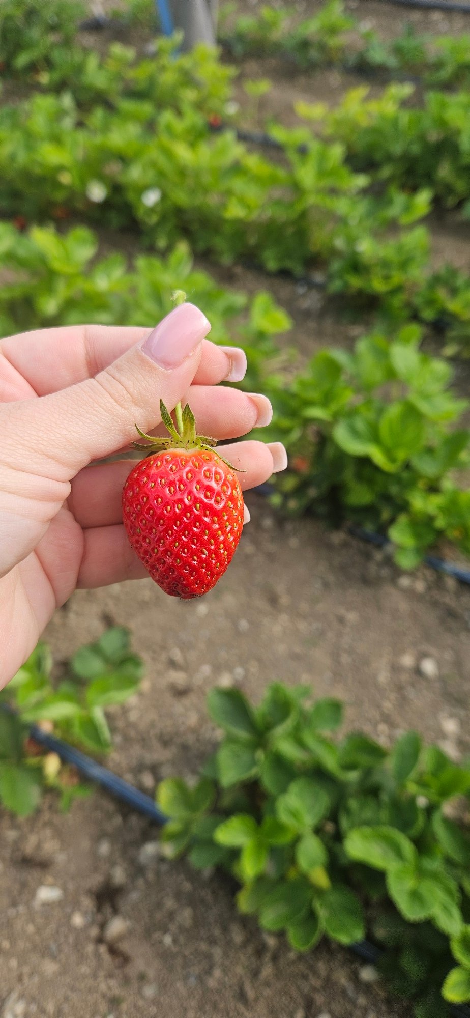 Garden flowers and strawberries documented in spring cultivation session