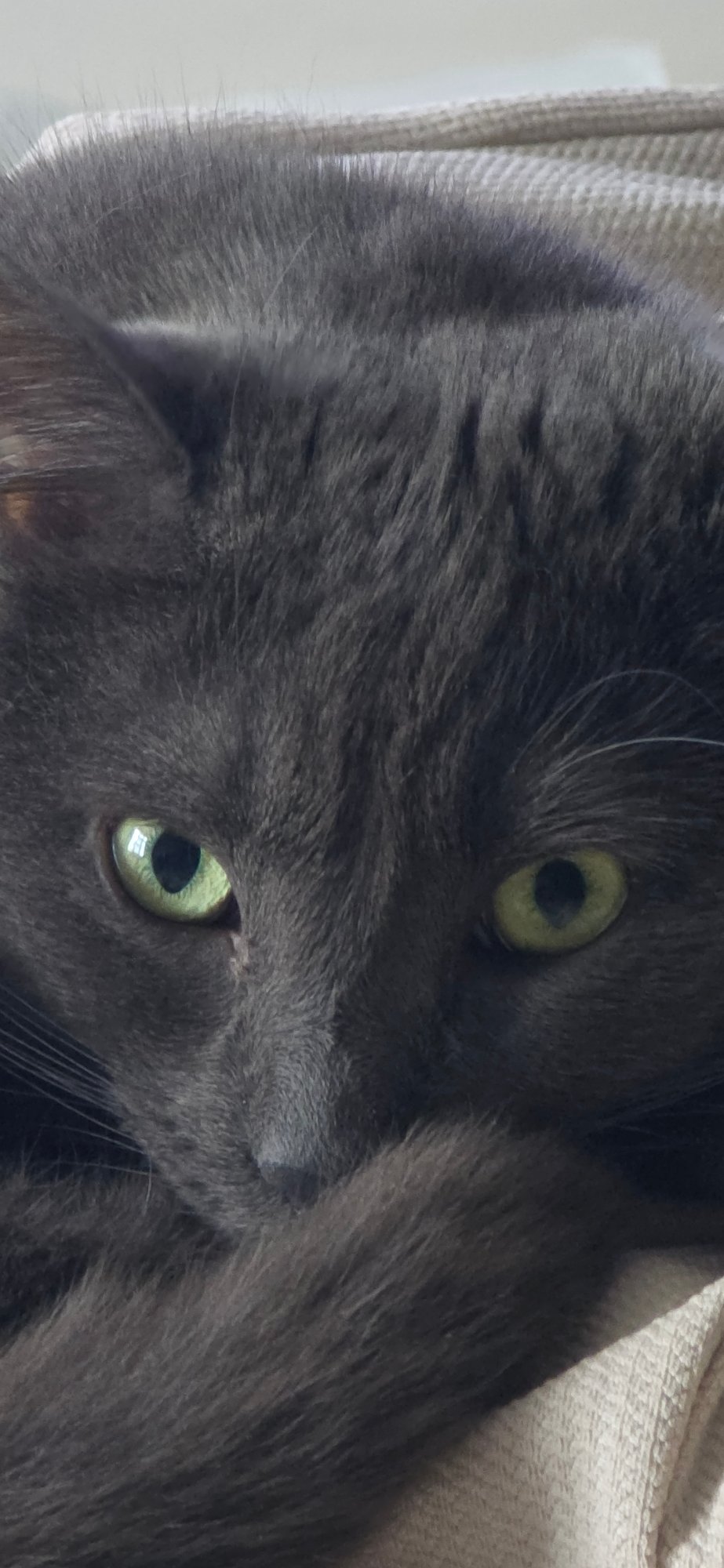Grey Cat Photographed Resting and Grooming in Vratsa Home