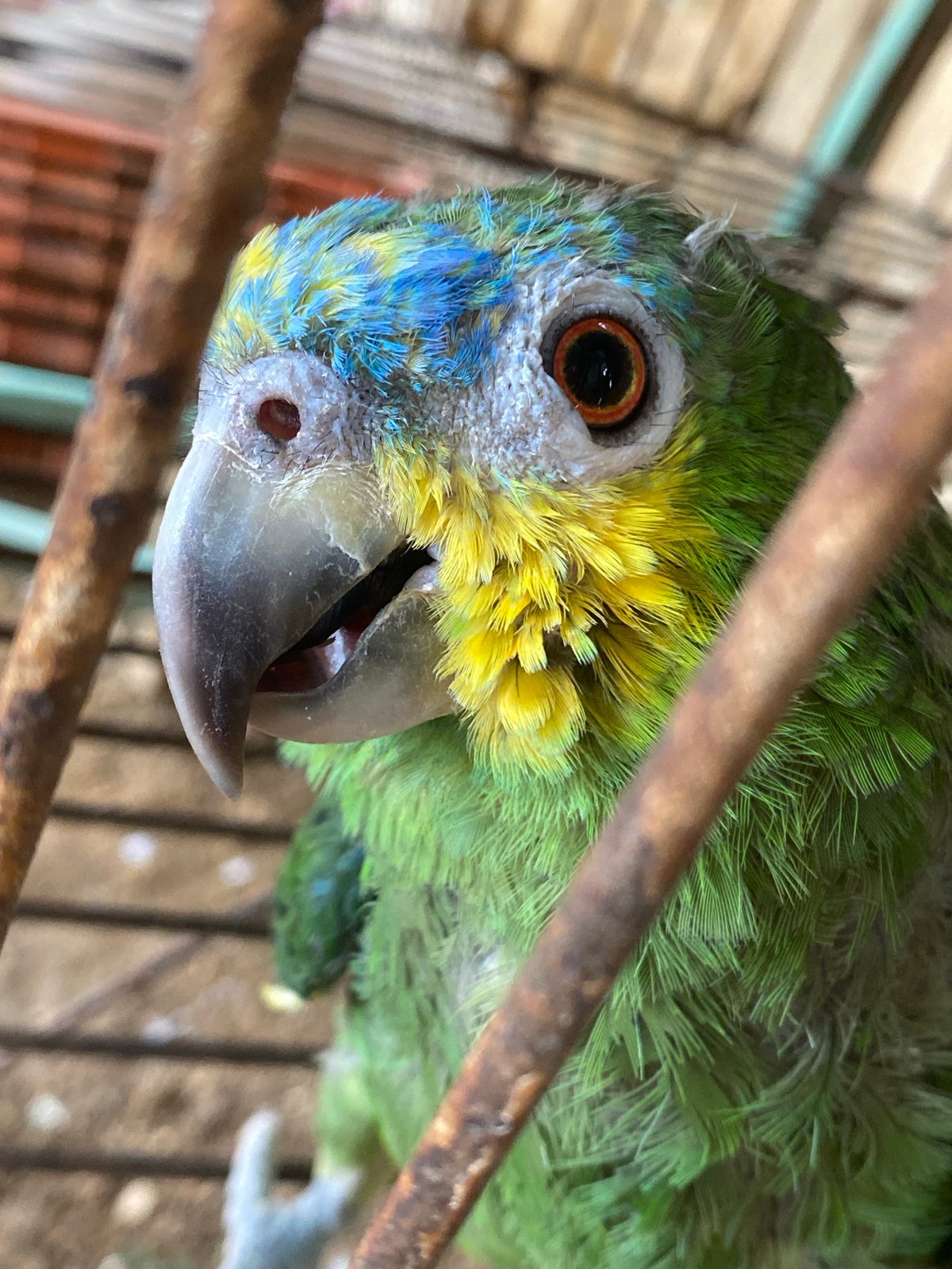Exotic birds and reptiles photographed in Tinaquillo, Venezuela