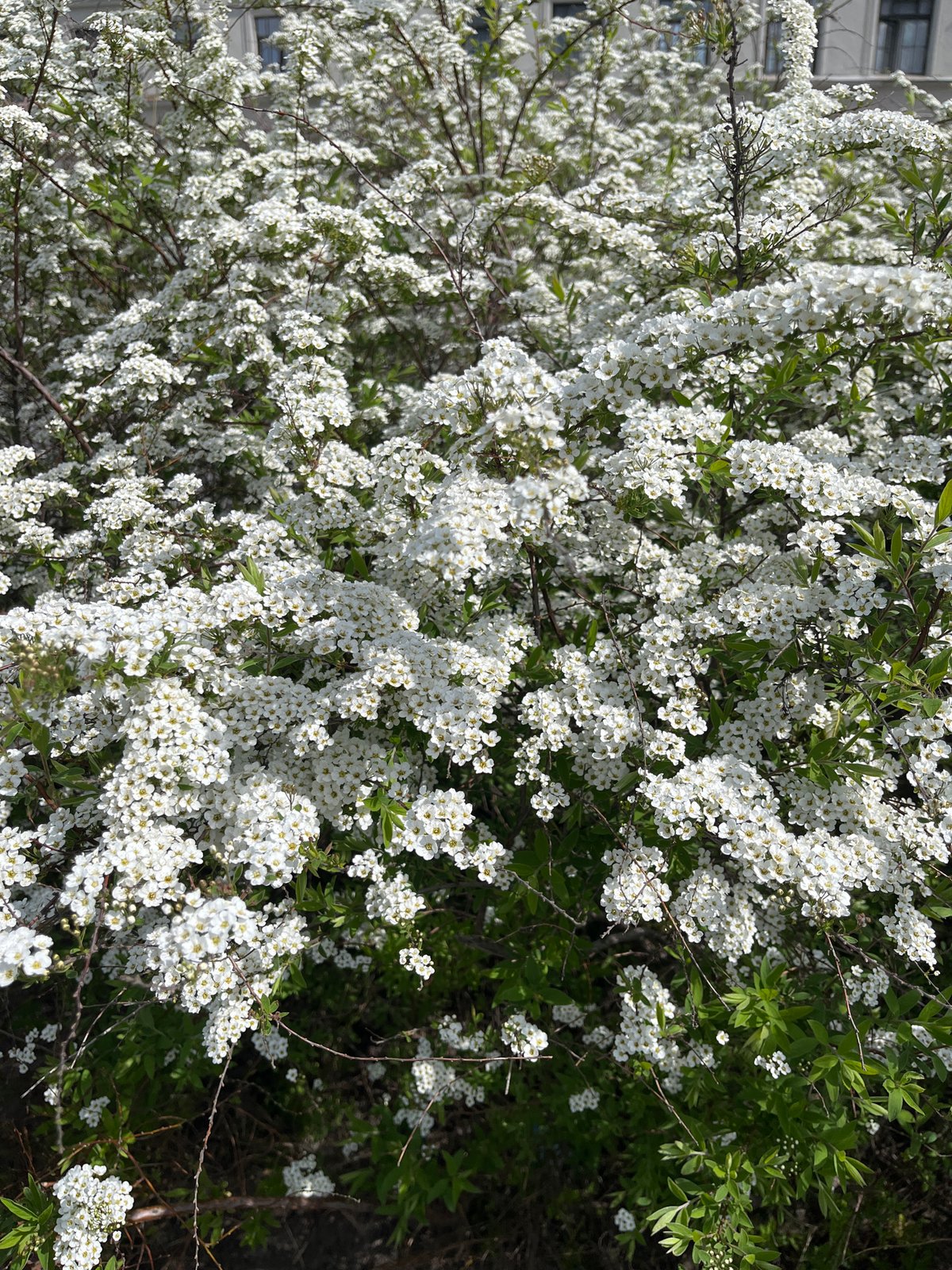 Spring blooms spotted on Saint Petersburg sidewalk