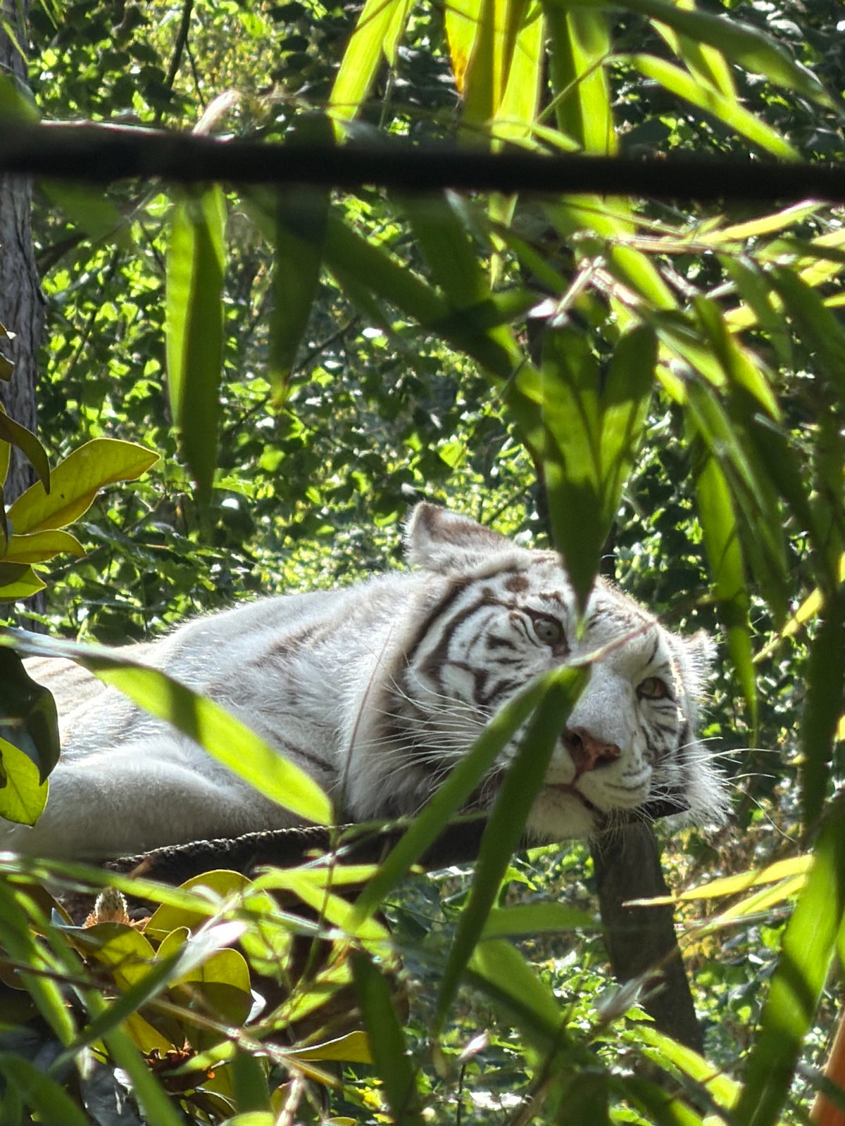 White tiger lounging in the trees at Beauval Zoo