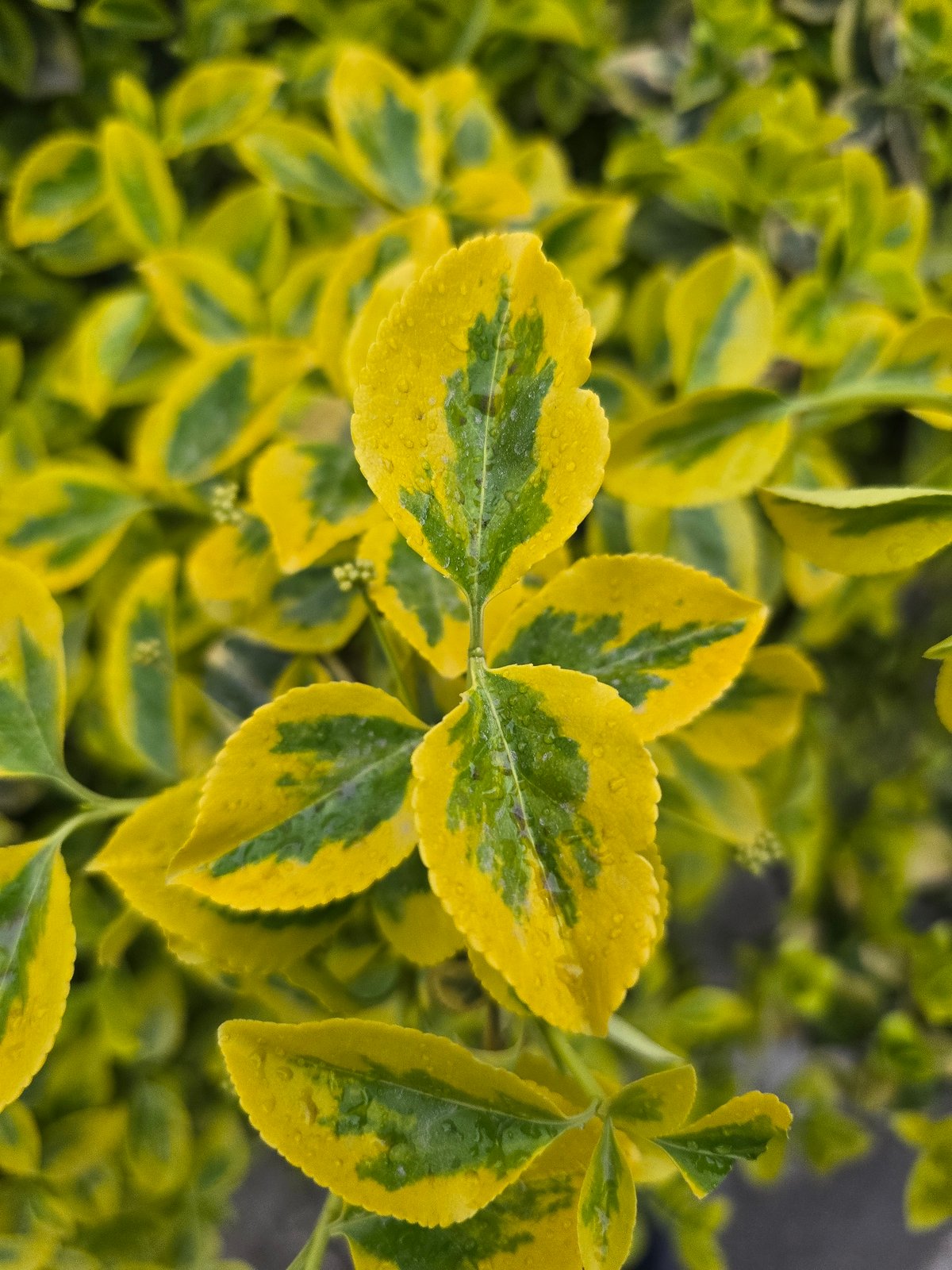 Wet variegated leaves observed with water droplets