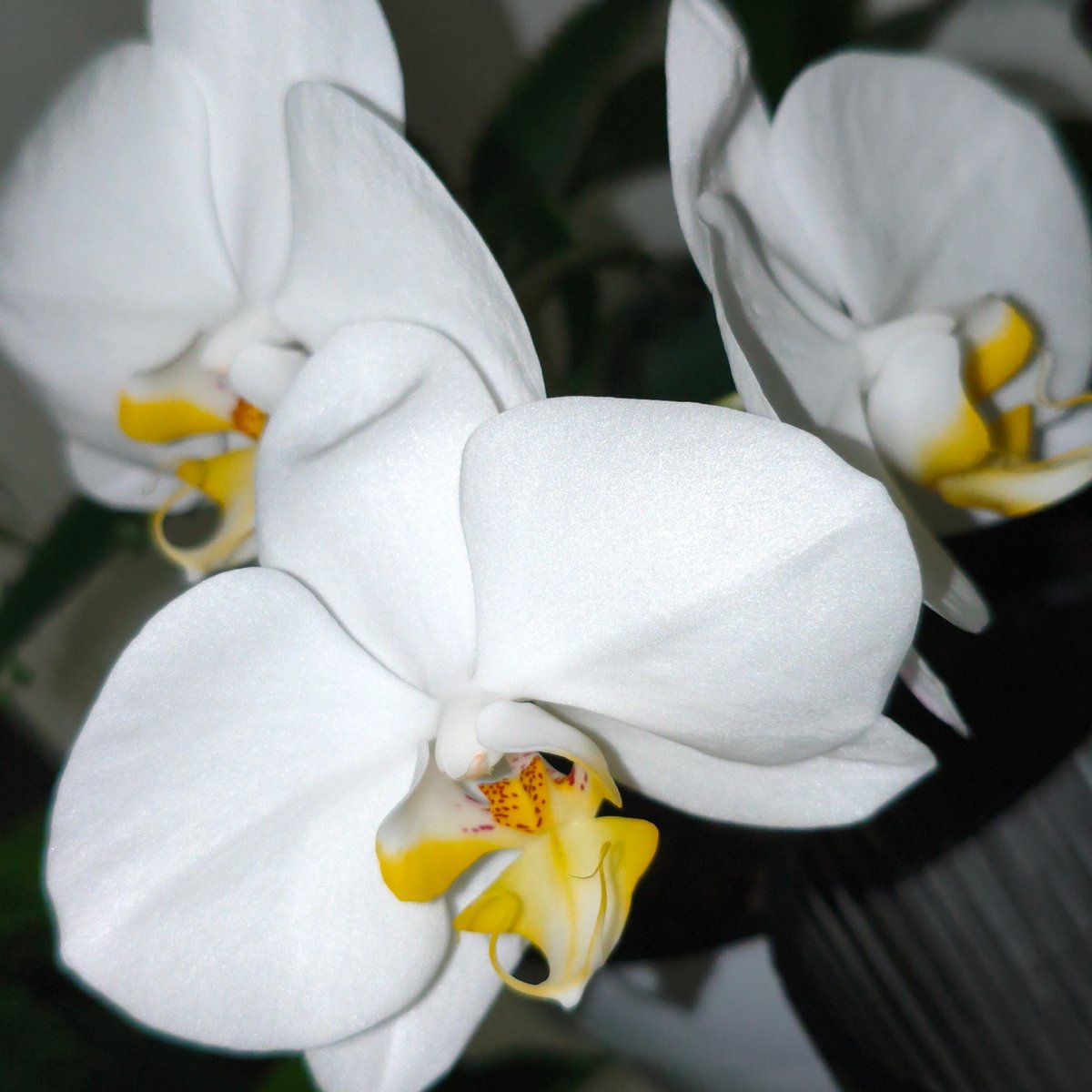 Close-up of three white orchids with yellow centers in low light