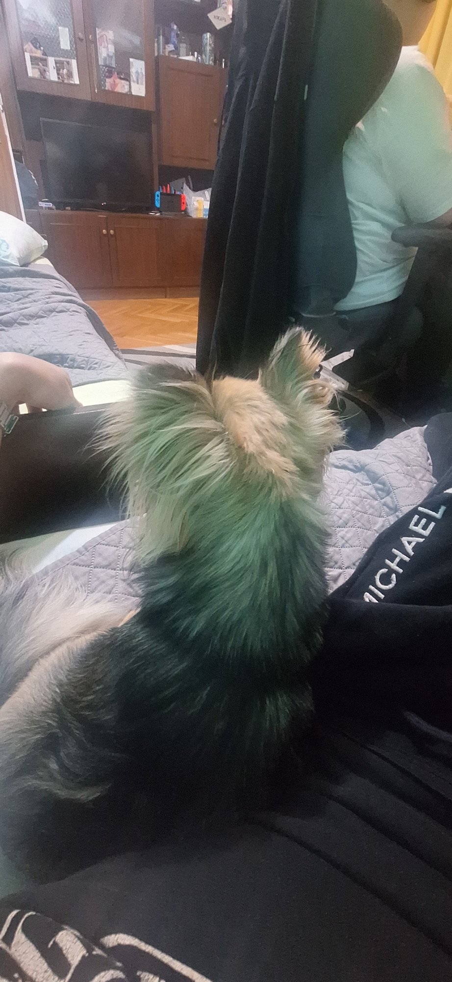 Gamer enjoys evening racing simulation session with pet chihuahua companion