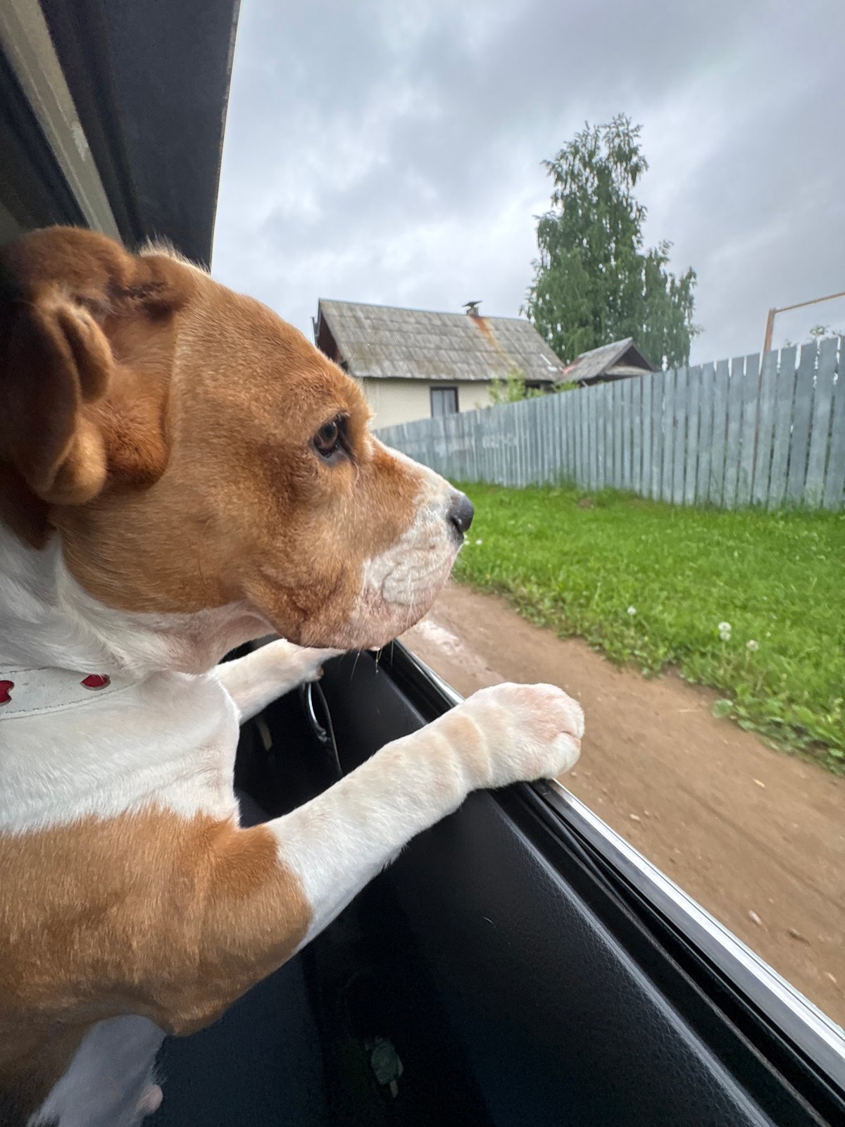 Woman and dogs spotted in cars in rural Russia