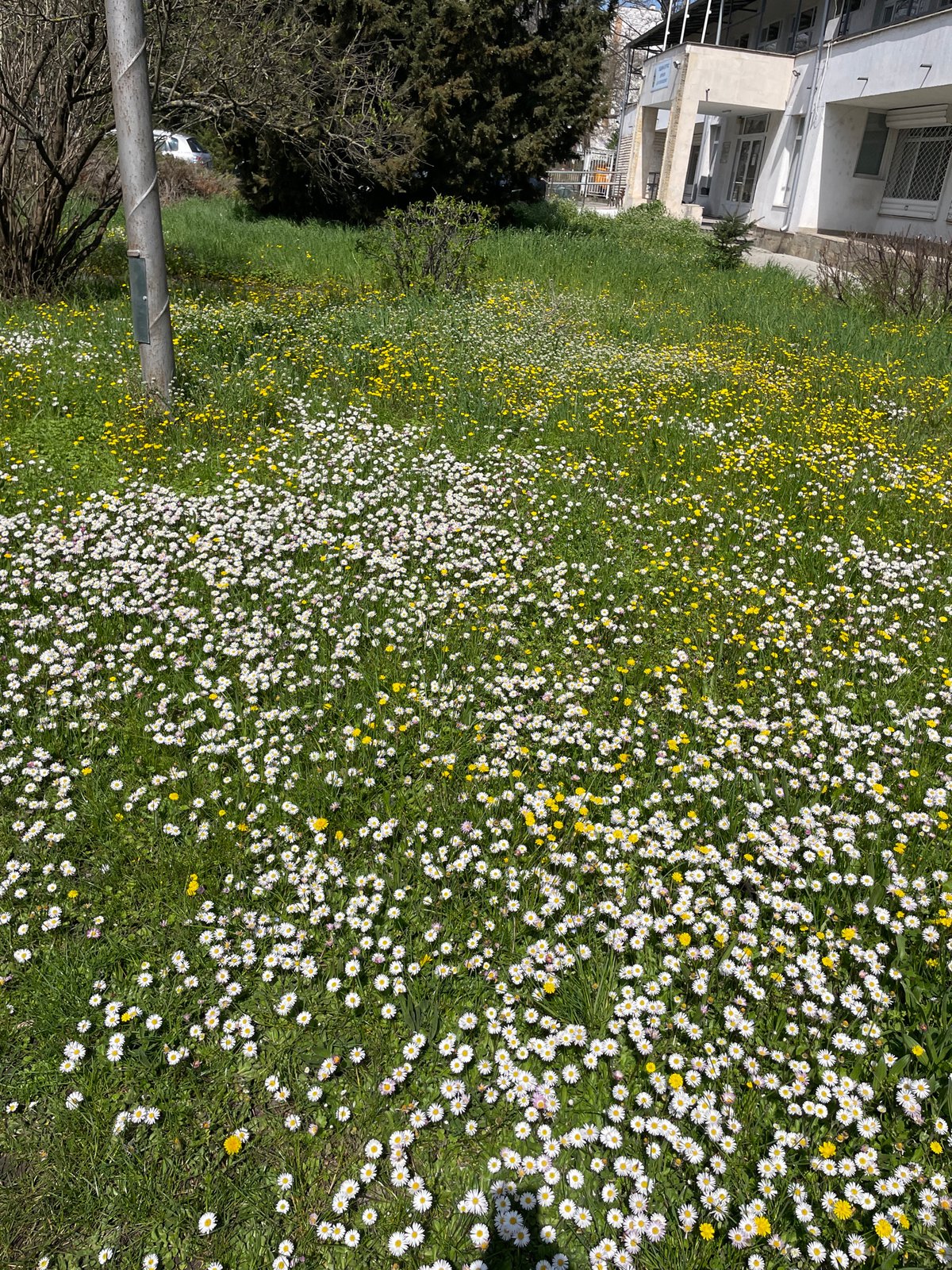 Morning dog walk documented through wildflower fields in Burgas