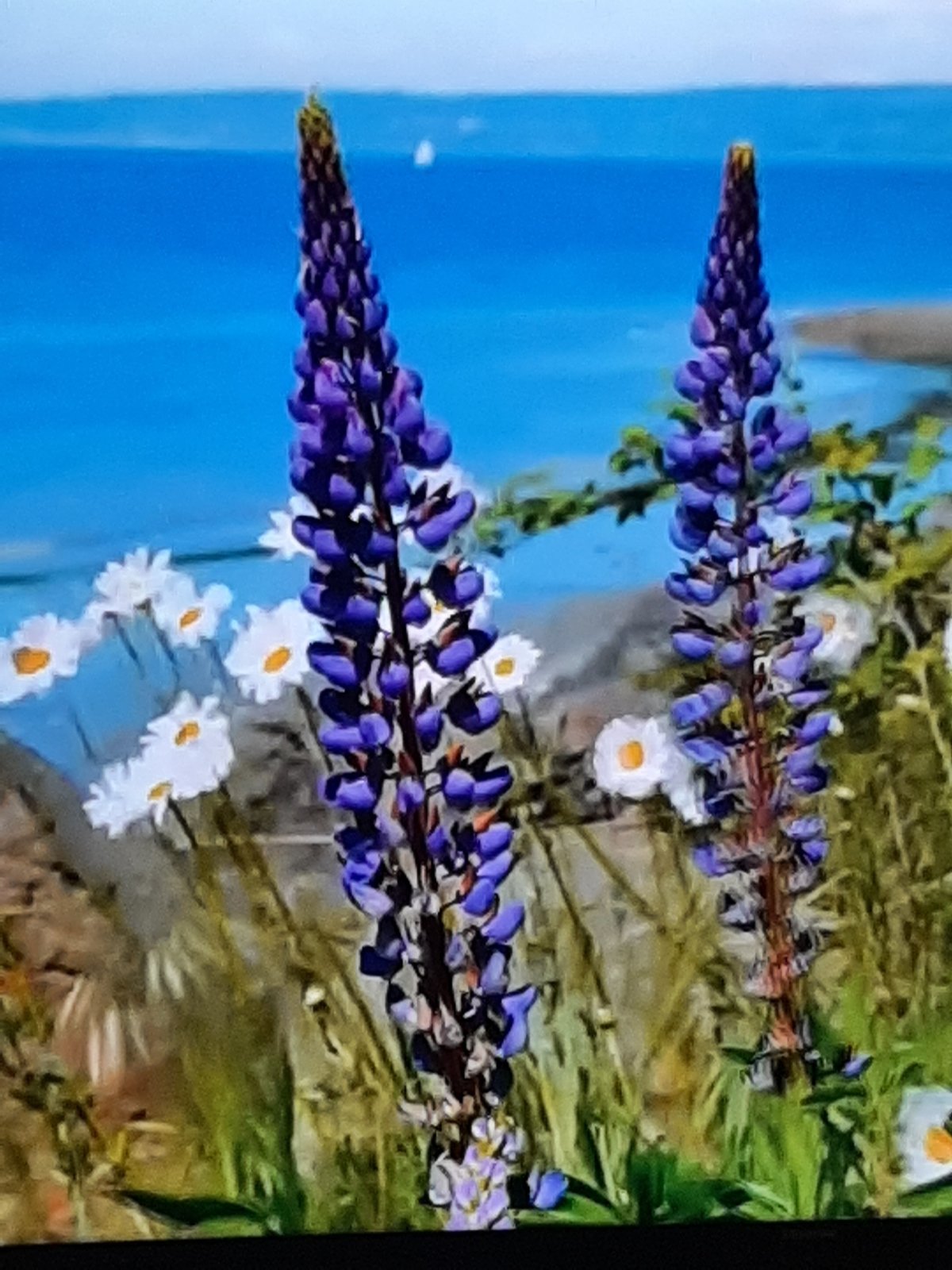 Cherry blossoms and wildlife imagery collected in Sambir, Ukraine