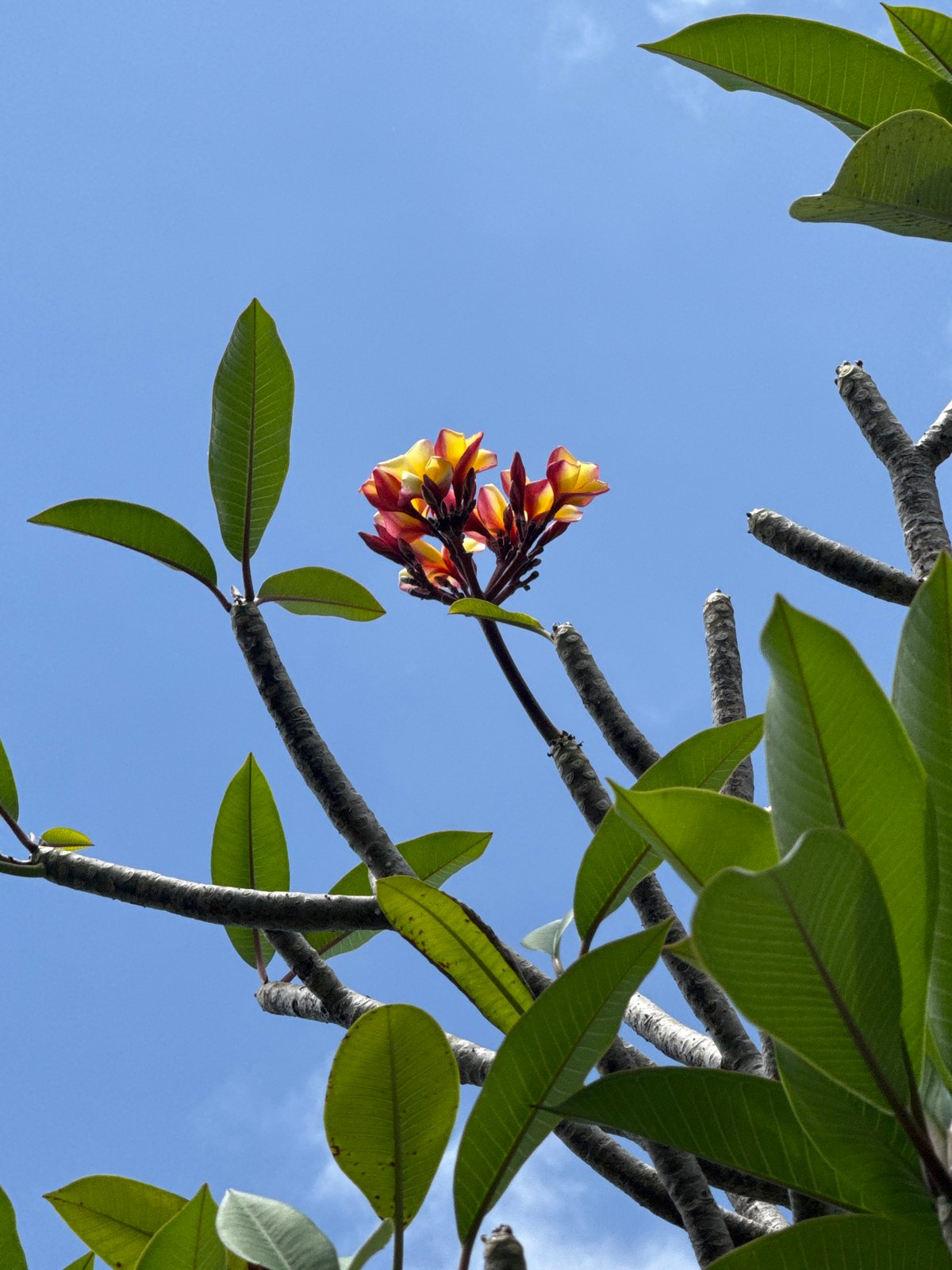 Tropical flowers and palms fill the sky in Denpasar