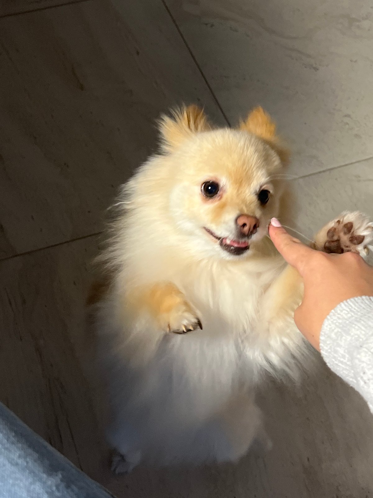 Small dog receives gentle nose touch from human companion