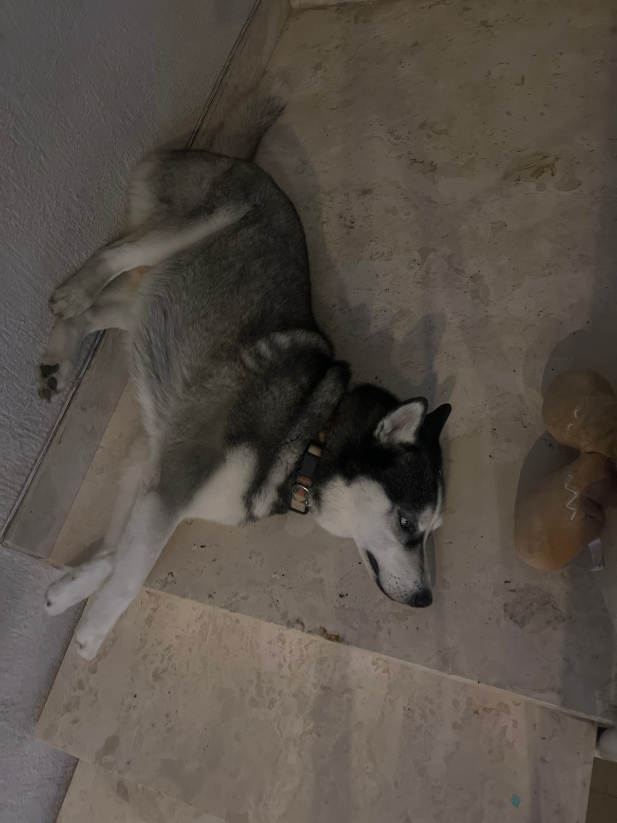 Husky lounges on tiled floor with toy nearby