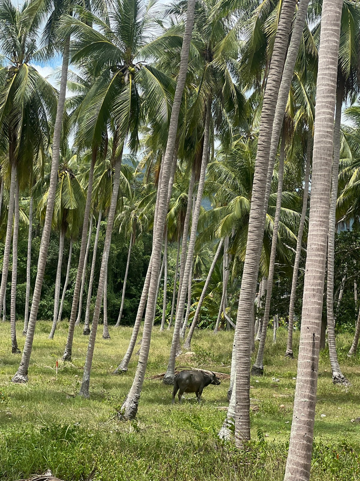 Coconut groves, a parked scooter, and a buffalo on a Thai back road