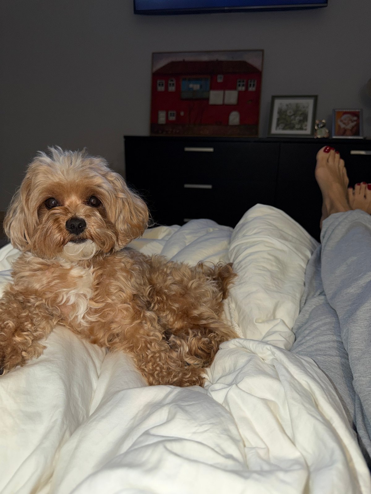 Curly brown dog chilling on a white bed in Khimki