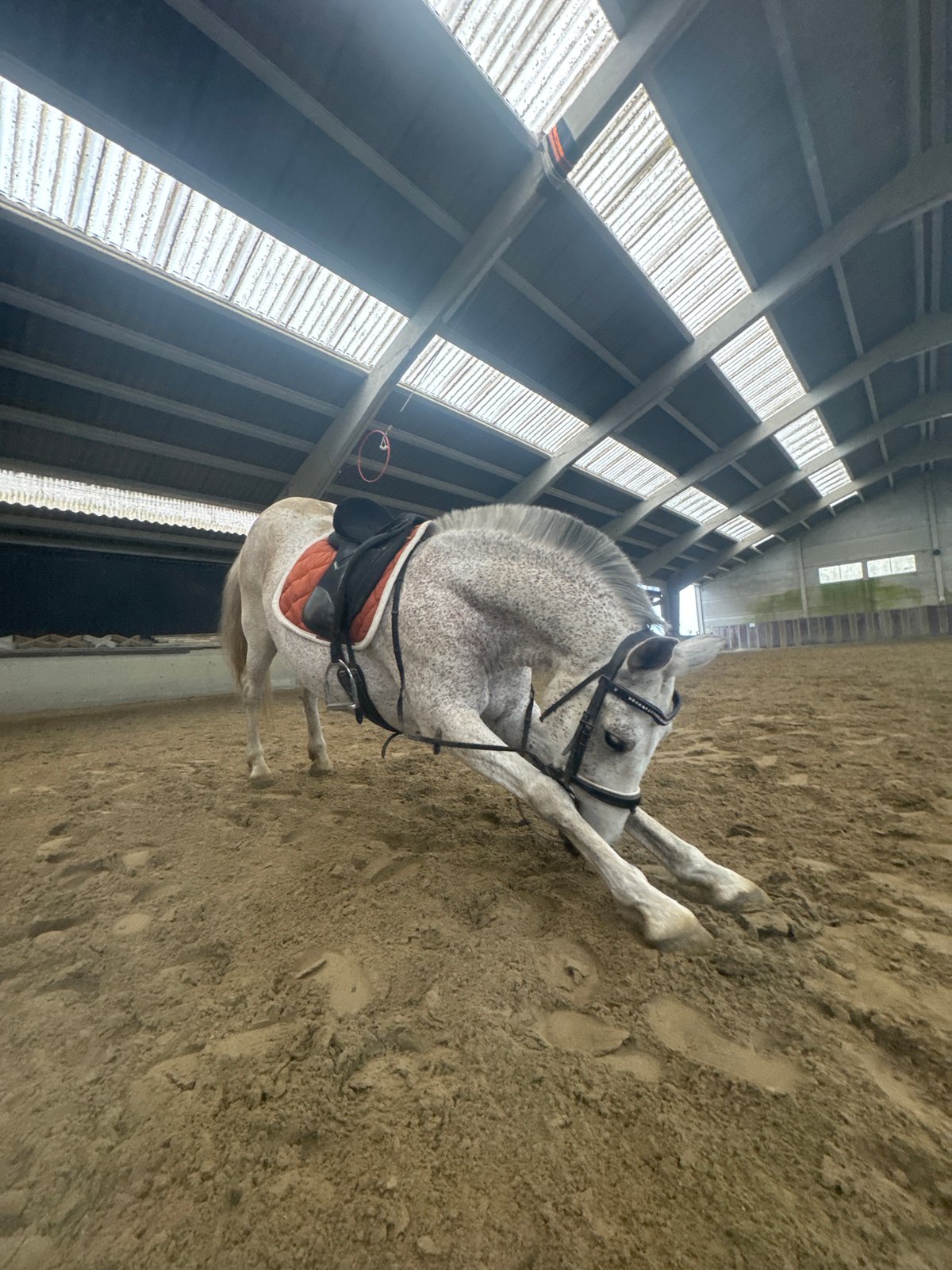 Horse falls in Belgian riding arena, stable activity recorded