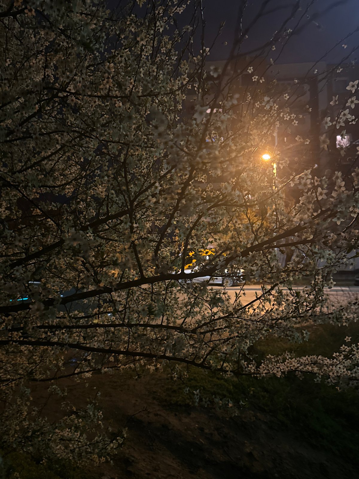 Spring blossoms illuminate Sofia streets at night