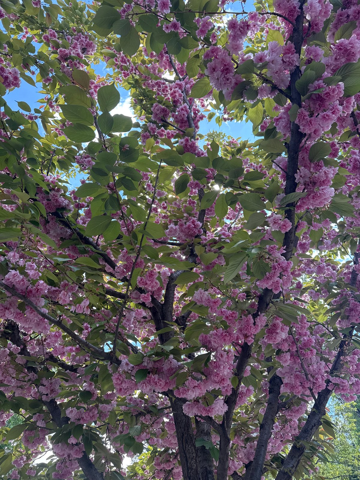 Spring morning moments captured across Sofia, Bulgaria