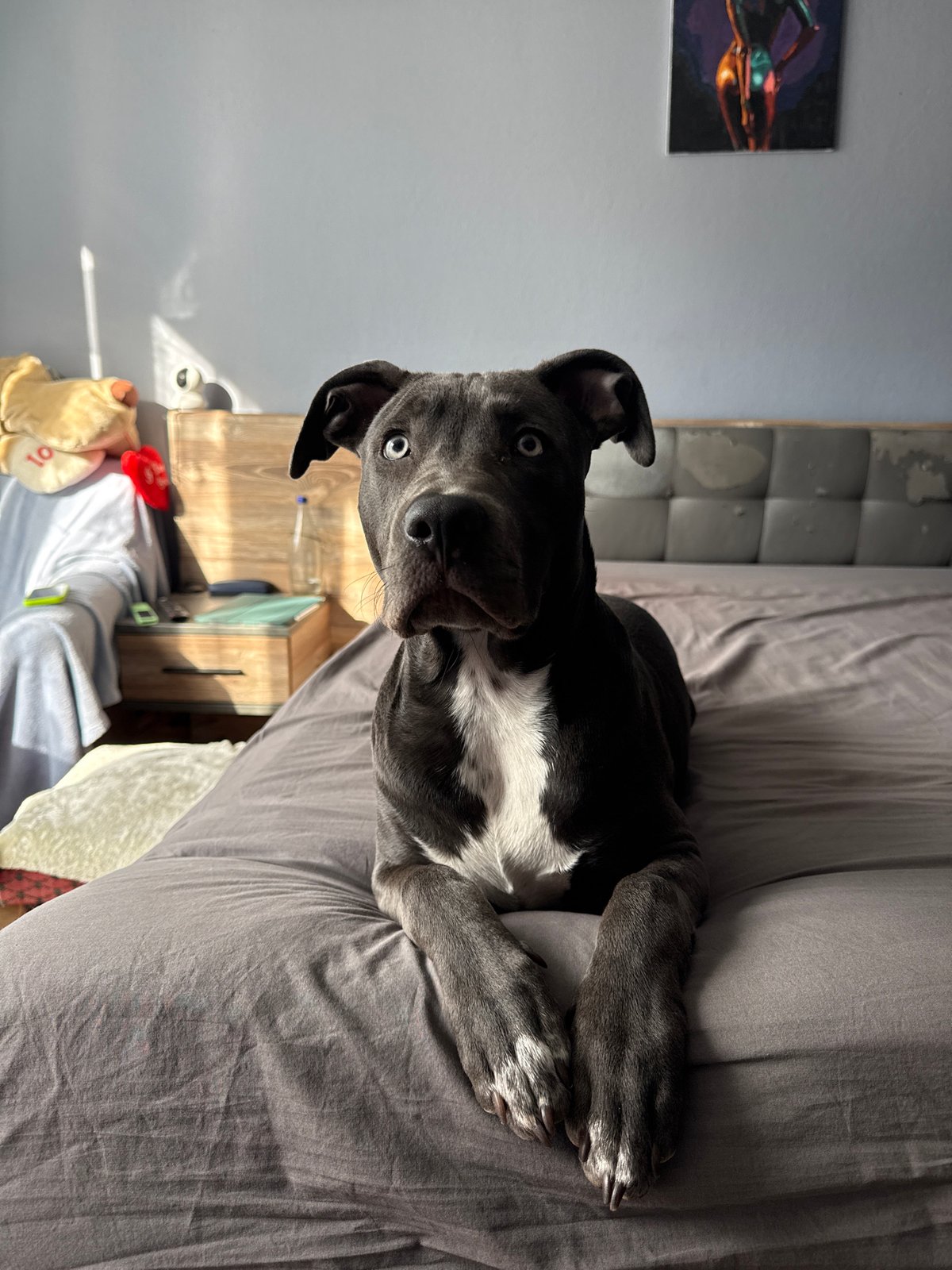 Pit Bull photographed resting on bed in Varna, Bulgaria