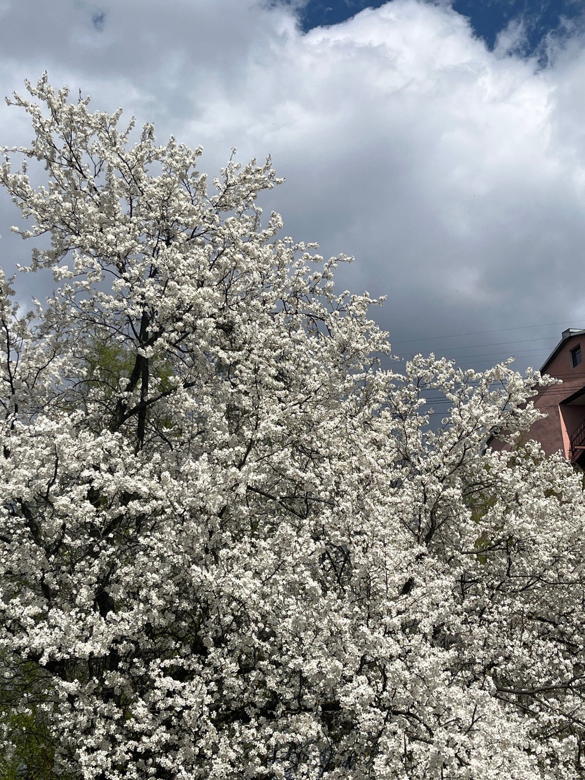 White blossoms bloom in Saint Petersburg spring scene