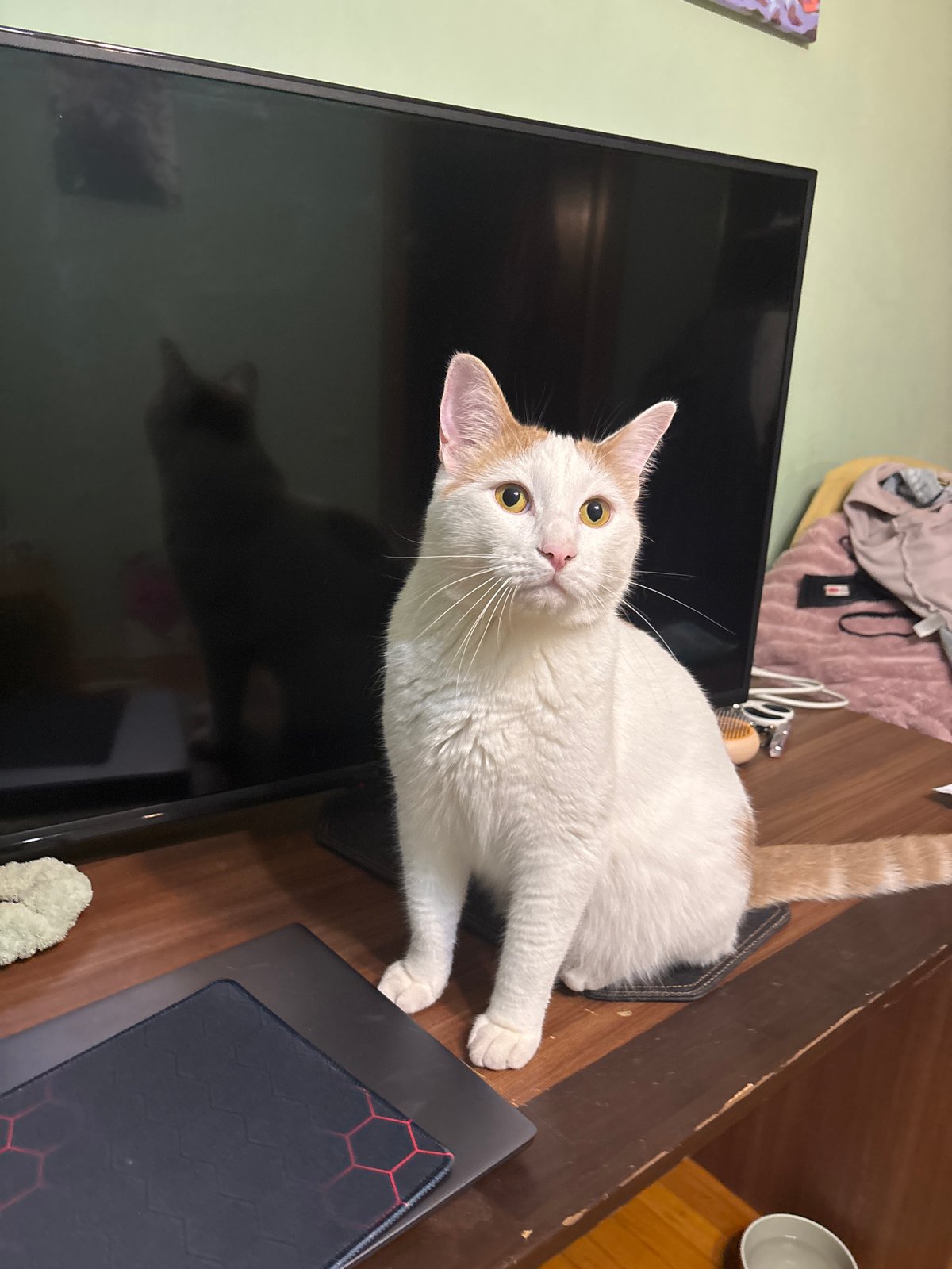 Indoor hangout with a photogenic white and tan cat