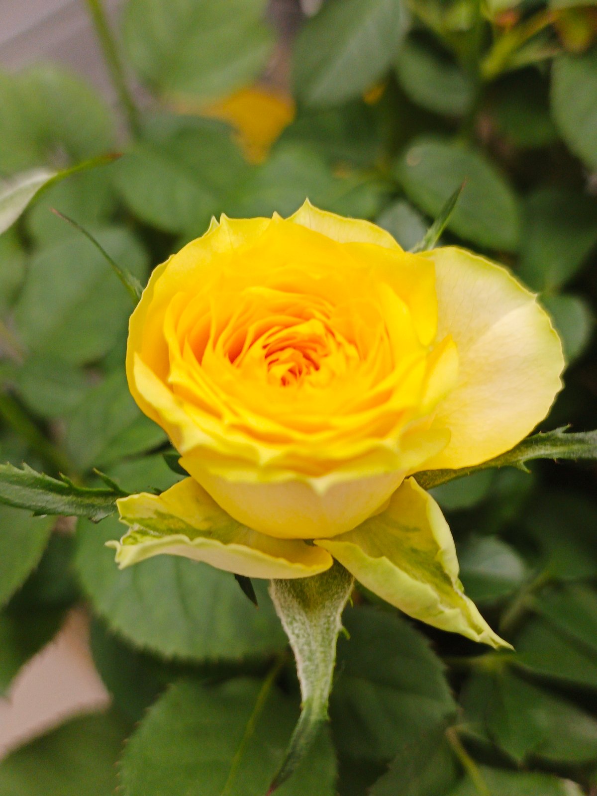 Rainy summer morning across a Zlatoust neighborhood
