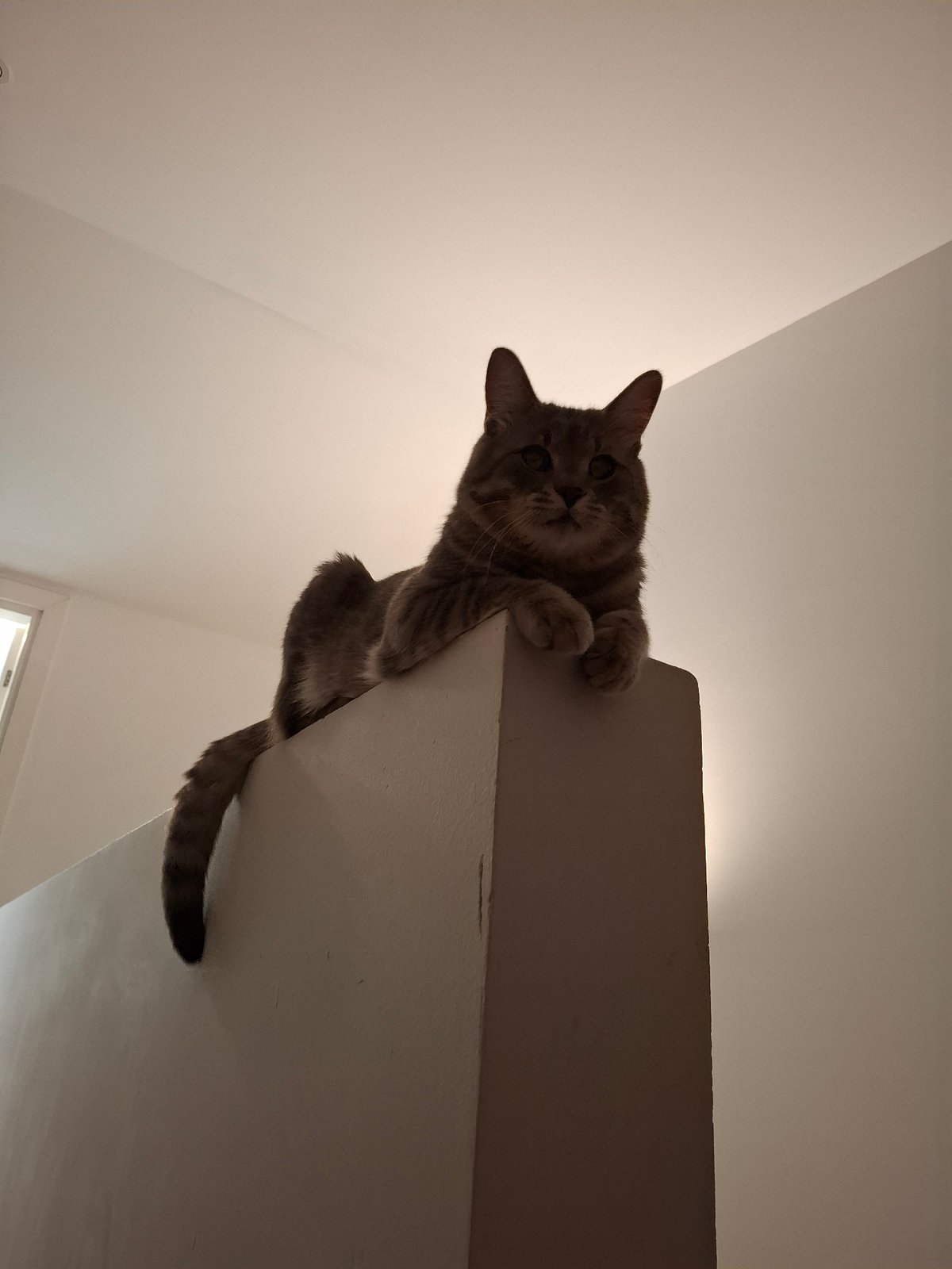 Tabby Cat Explores Indoor Spaces in Zemun, Serbia