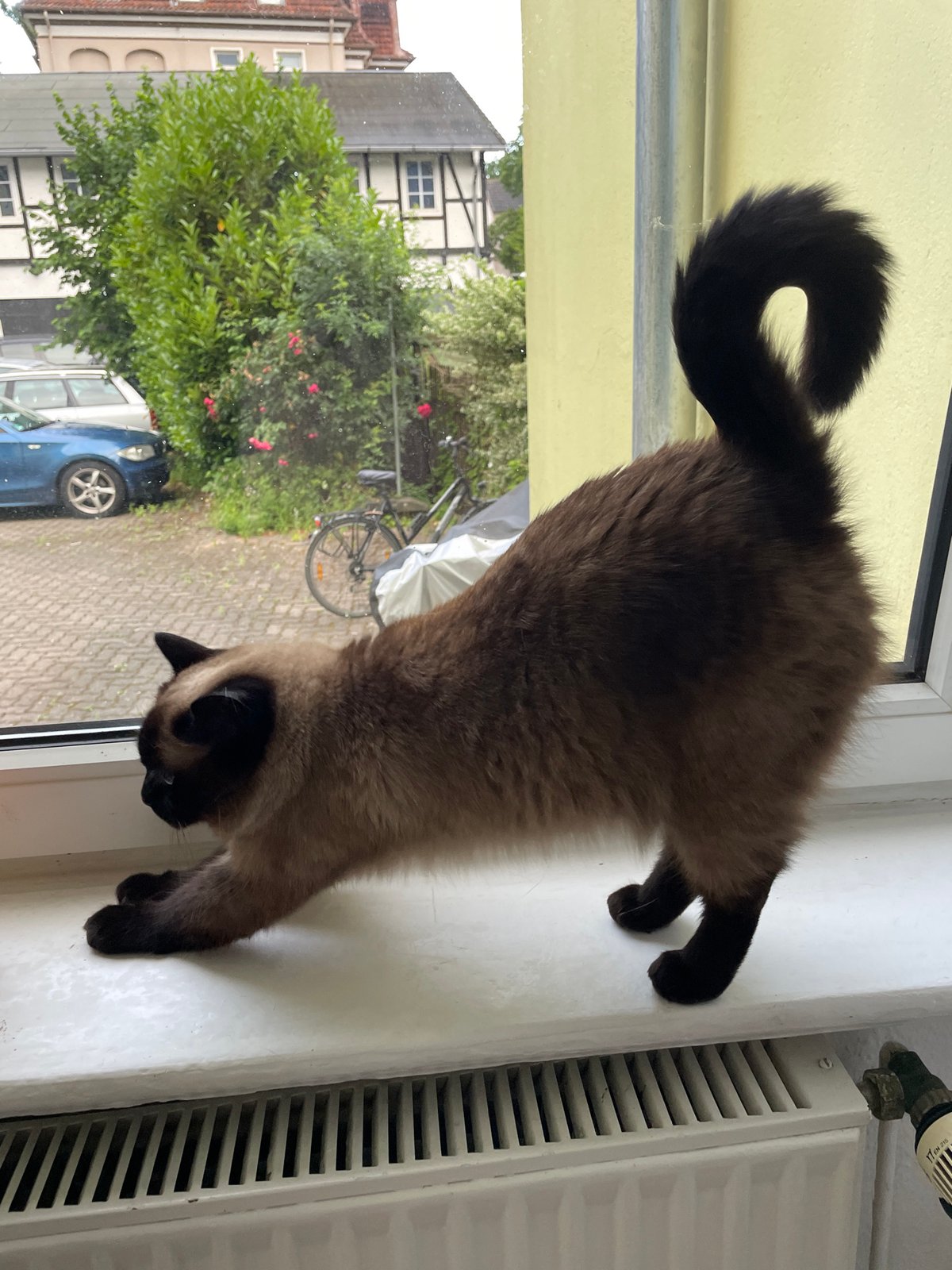 Siamese cat, morning coffee, and rooftop views from one window