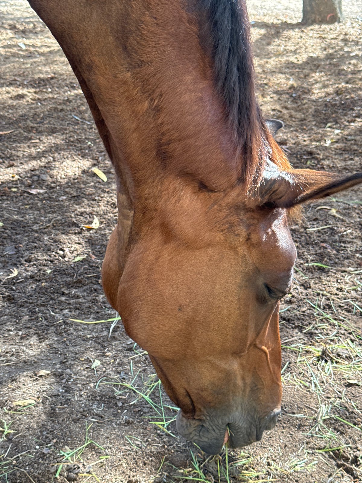 Morning routines at a Bali horse facility
