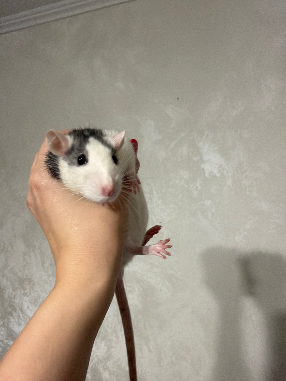 Woman poses with pet rats in Chaikovsky apartment