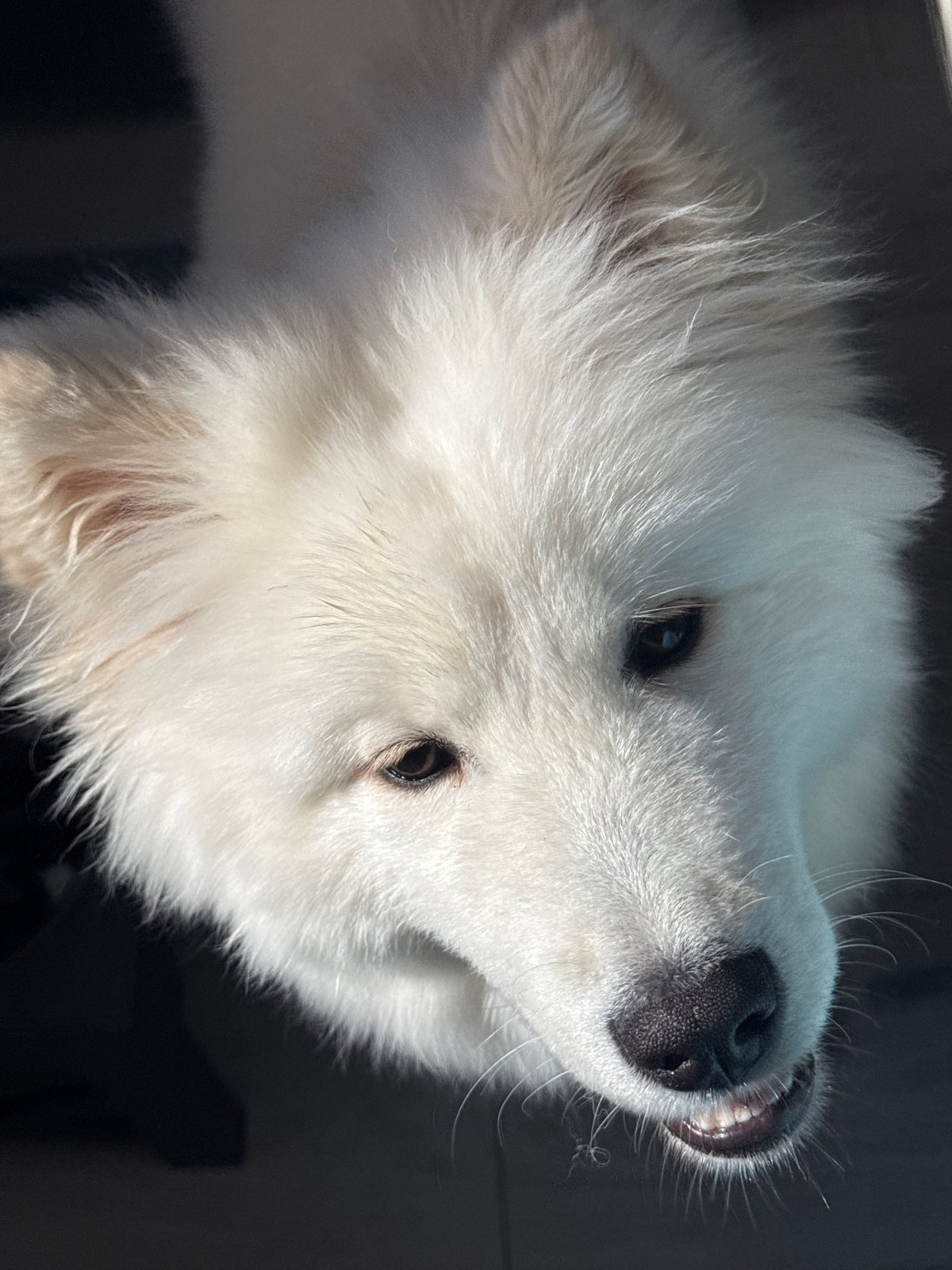 Pets photographed in morning portrait session in Chaikovsky